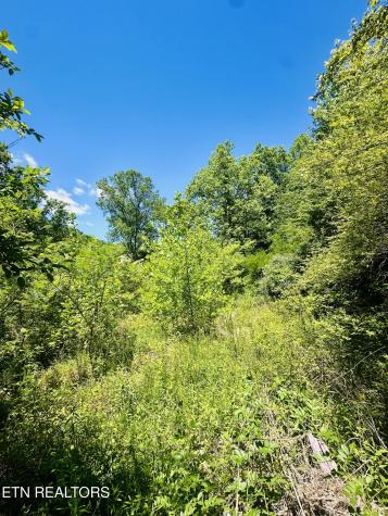Stoney Fork Road Caryville TN 37714