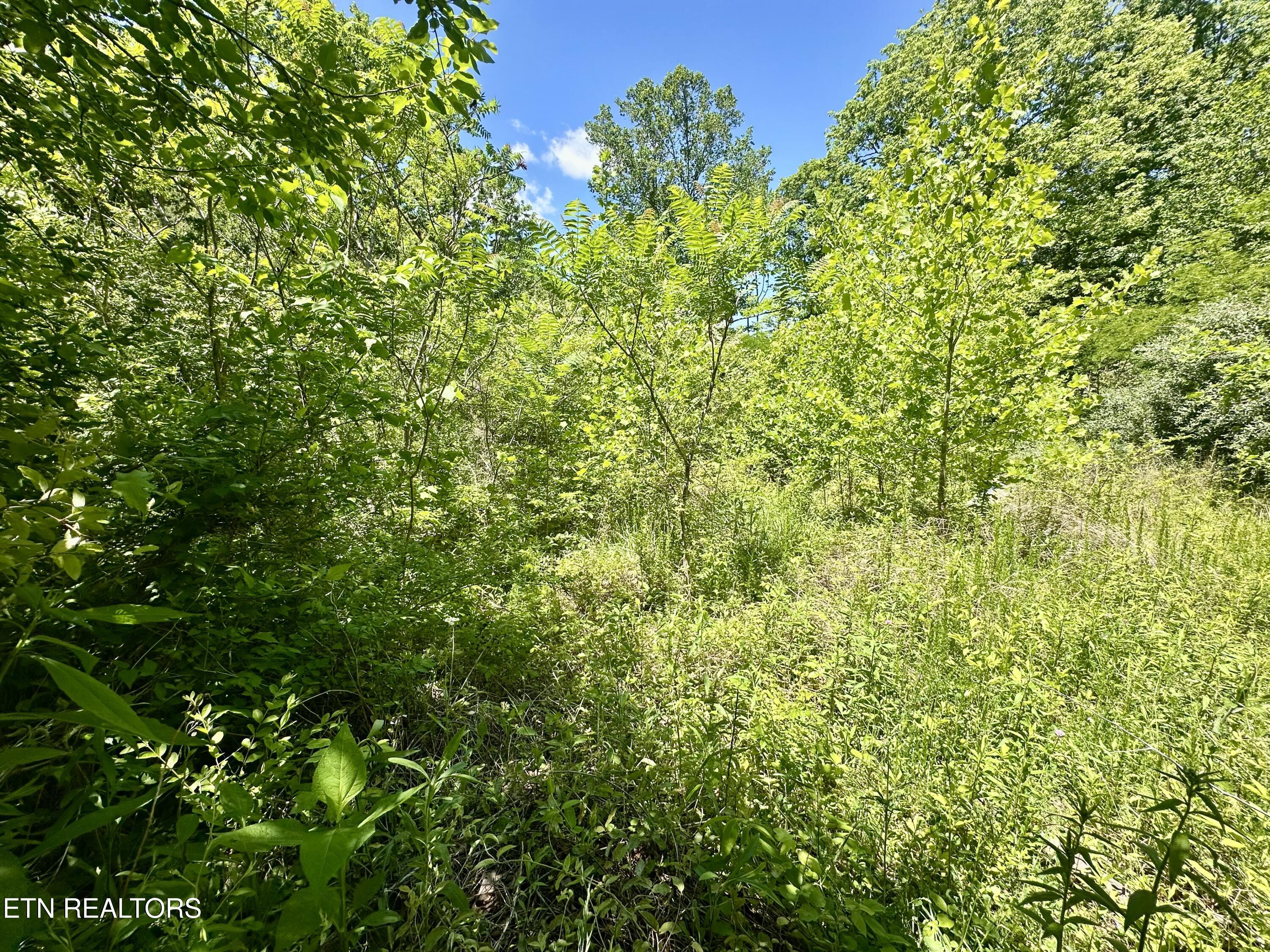Stoney Fork Road Caryville TN 37714