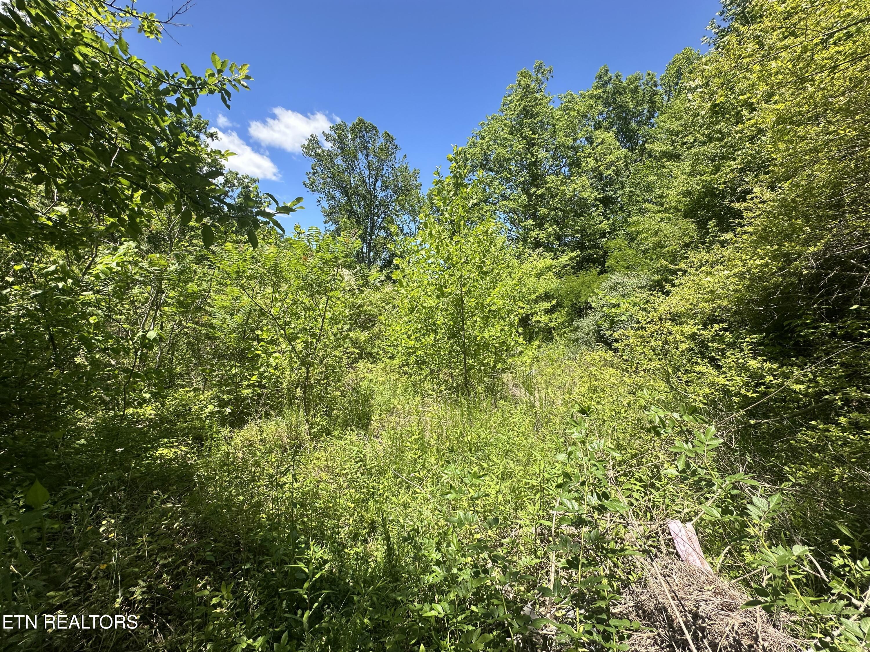 Stoney Fork Road Caryville TN 37714