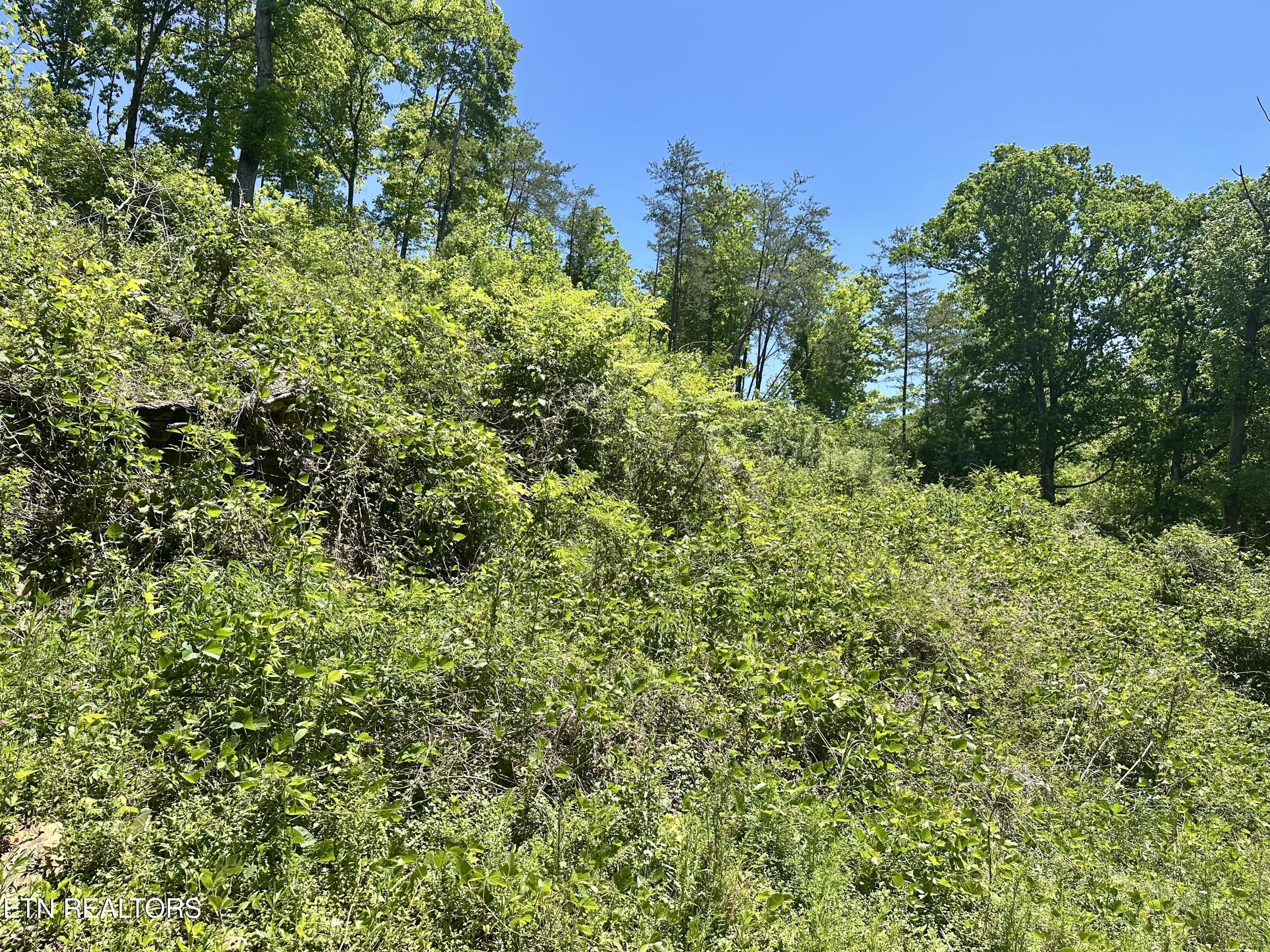 Stoney Fork Road Caryville TN 37714