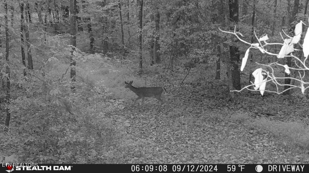 Smith Mountain Road Rockwood TN 37854