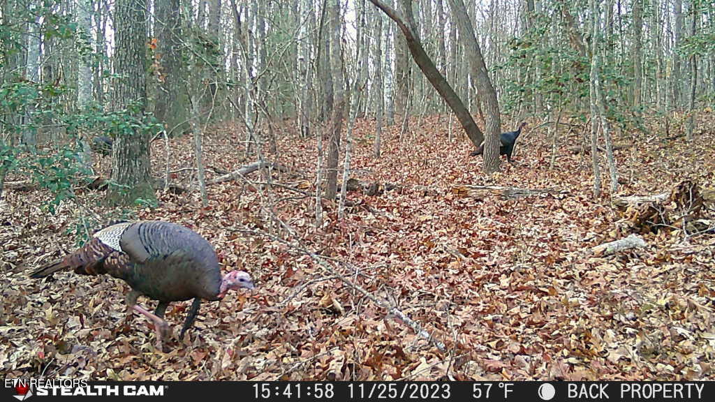 Smith Mountain Road Rockwood TN 37854