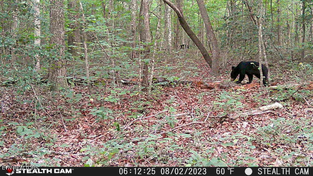Smith Mountain Road Rockwood TN 37854