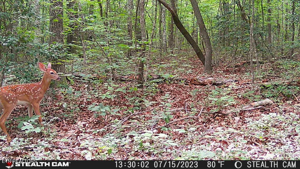 Smith Mountain Road Rockwood TN 37854