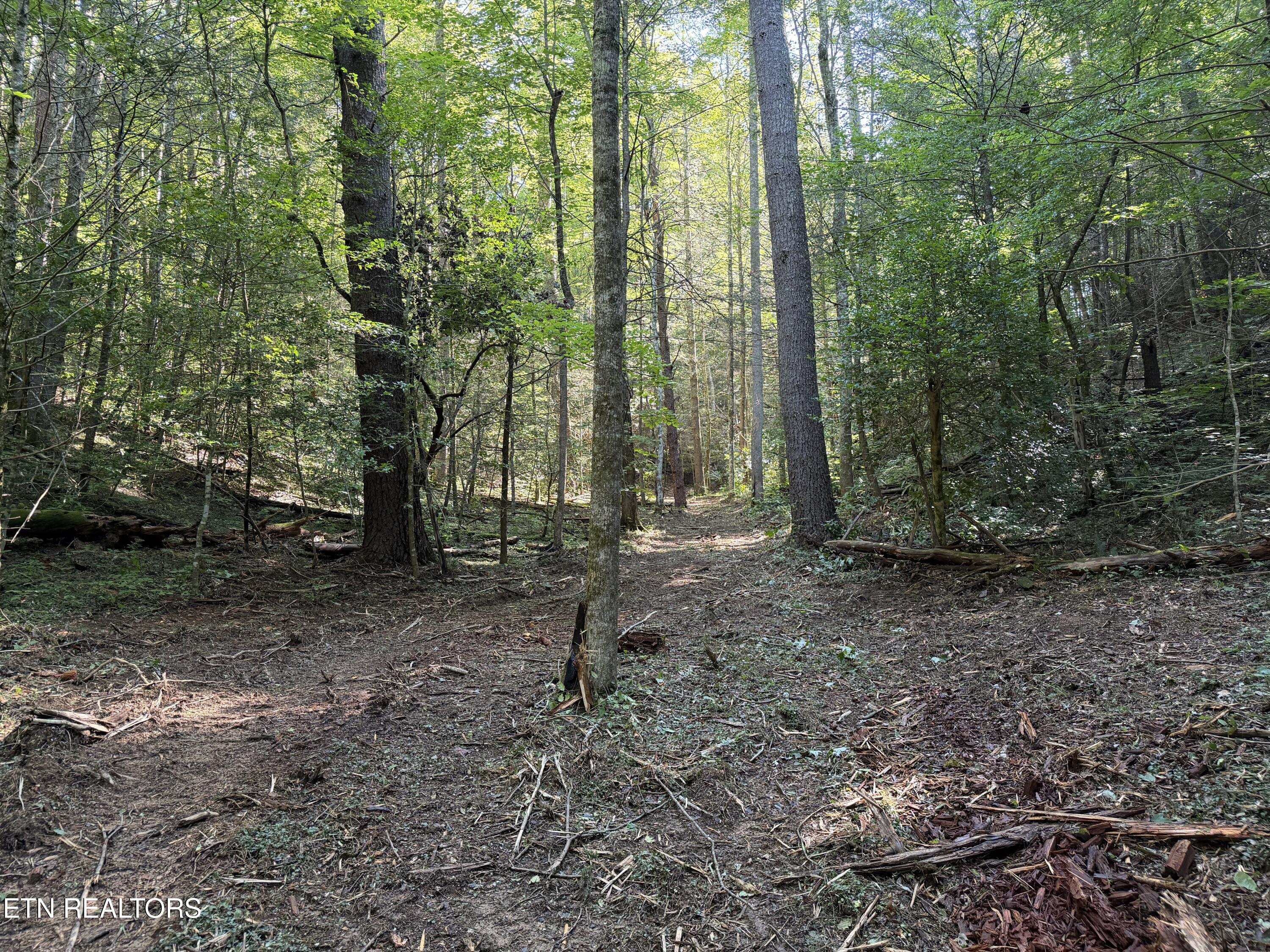 Bogard Road Cosby TN 37722