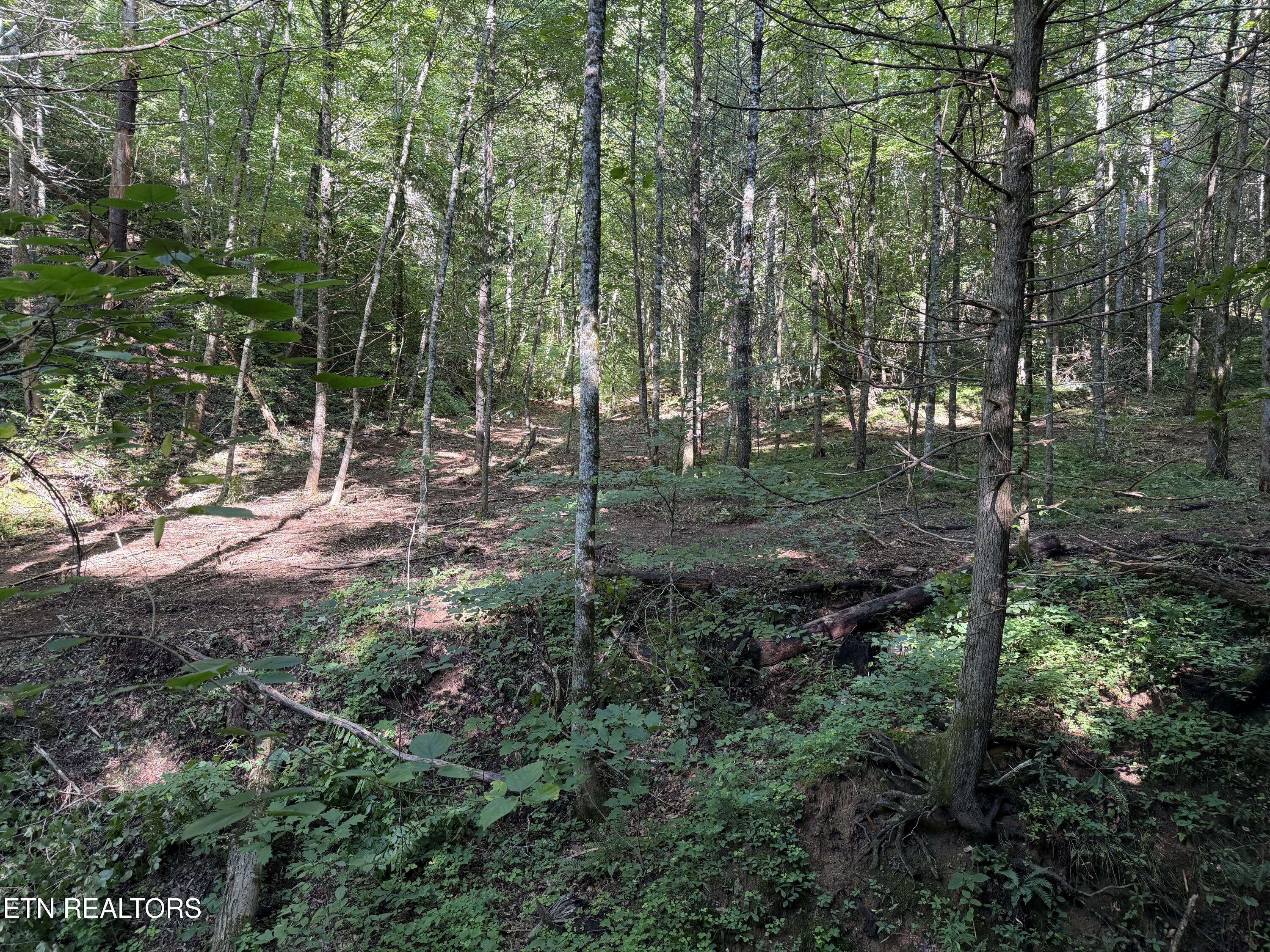Bogard Road Cosby TN 37722