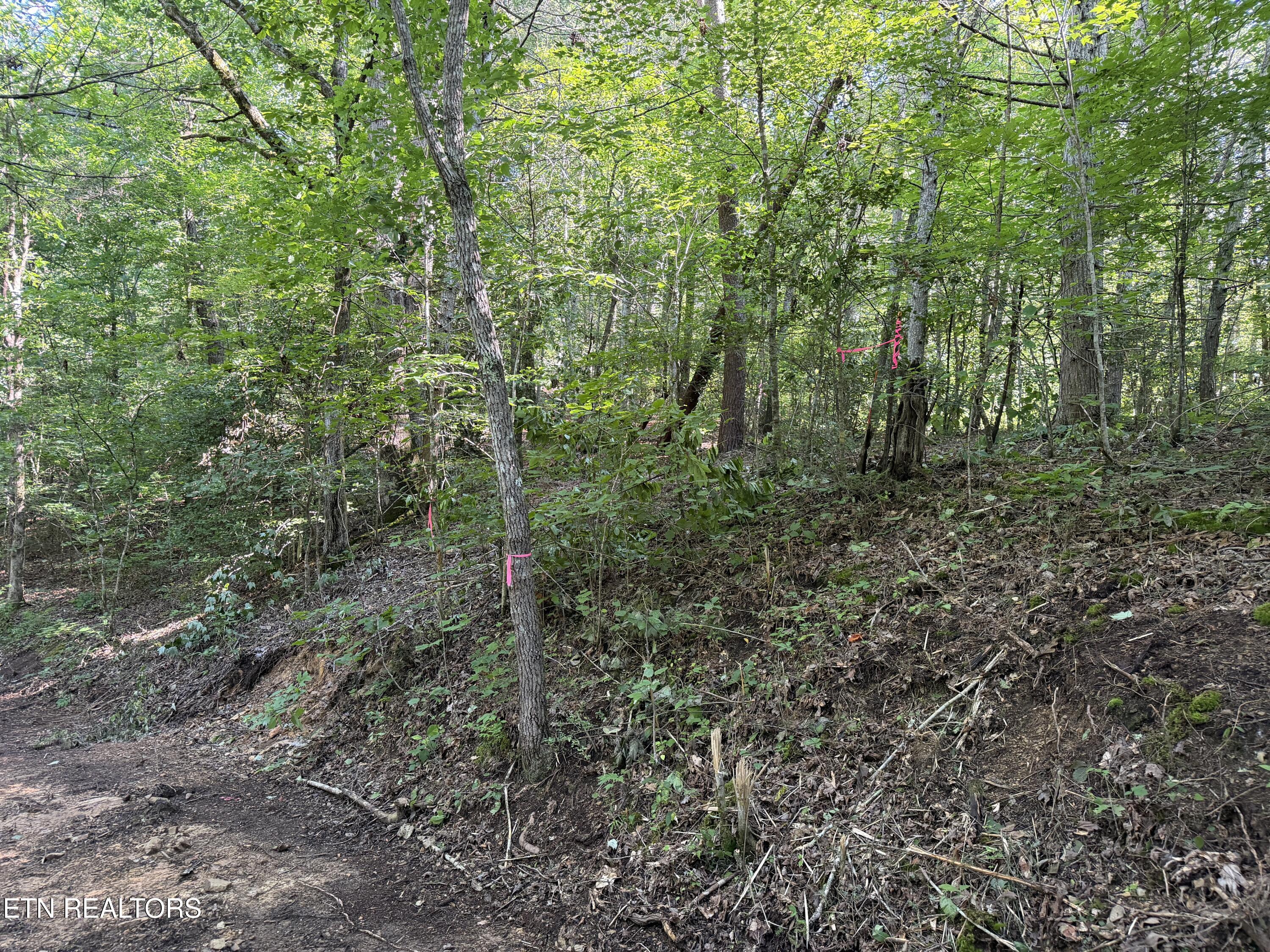 Bogard Road Cosby TN 37722