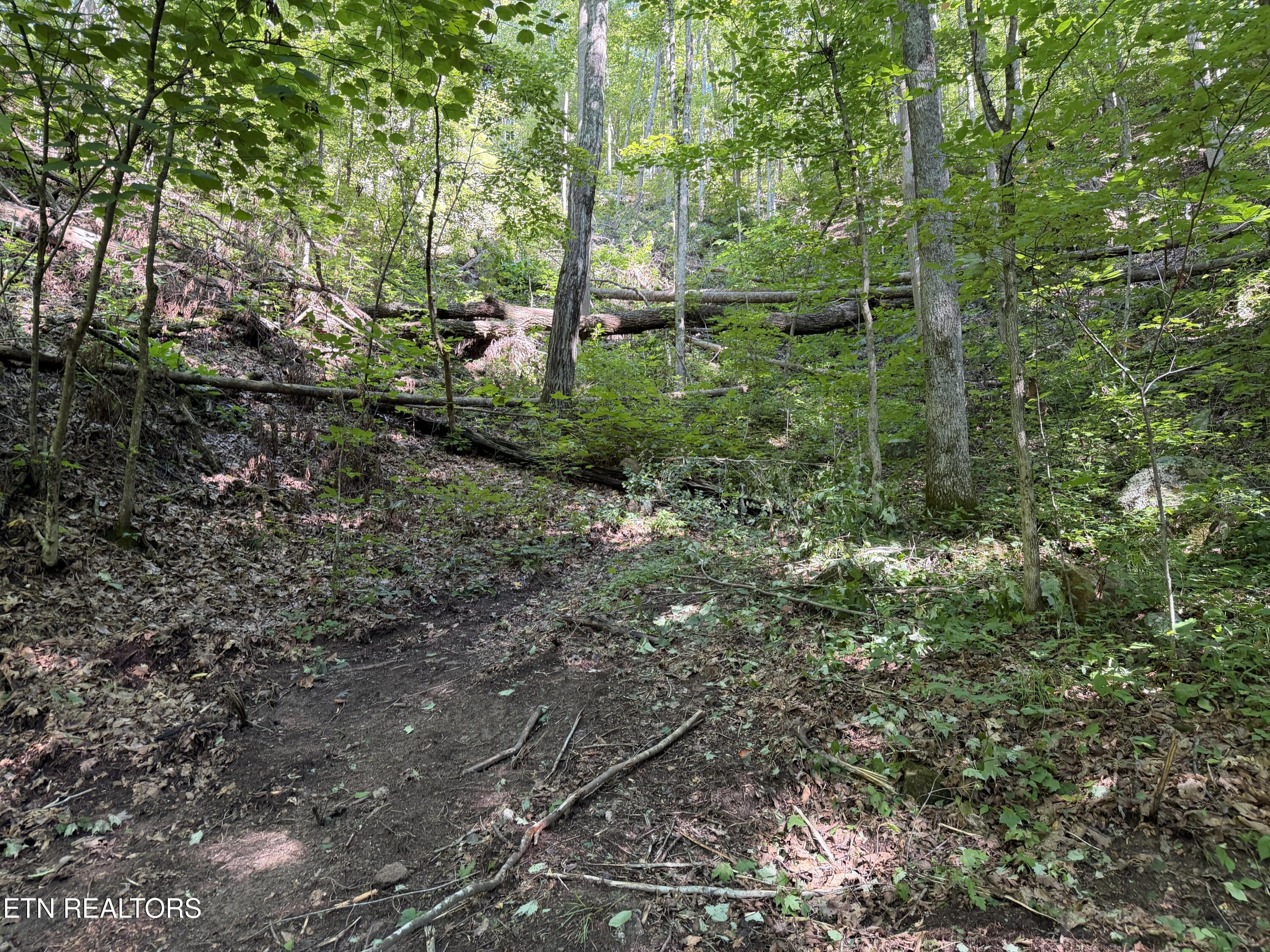 Bogard Road Cosby TN 37722