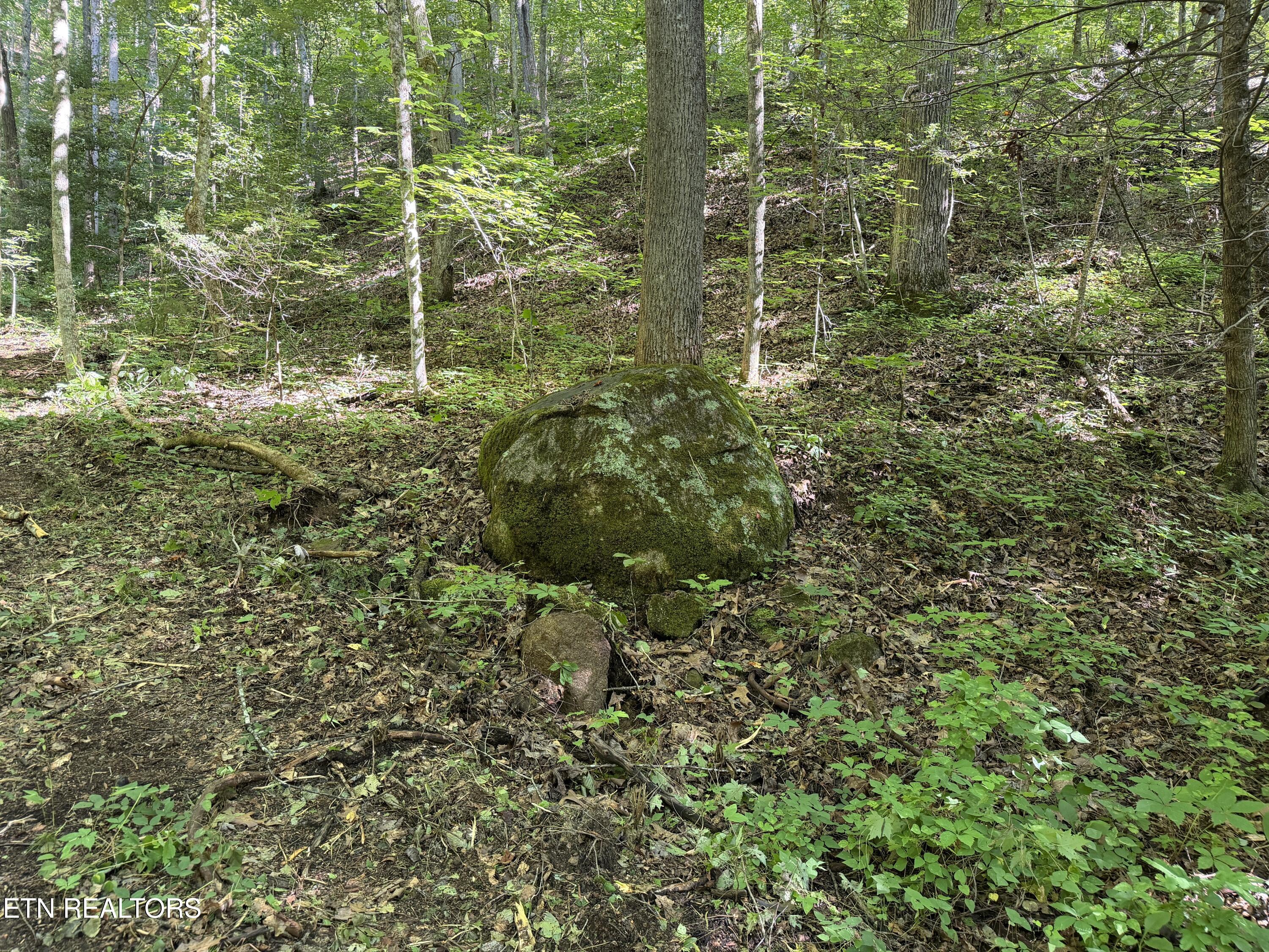 Bogard Road Cosby TN 37722