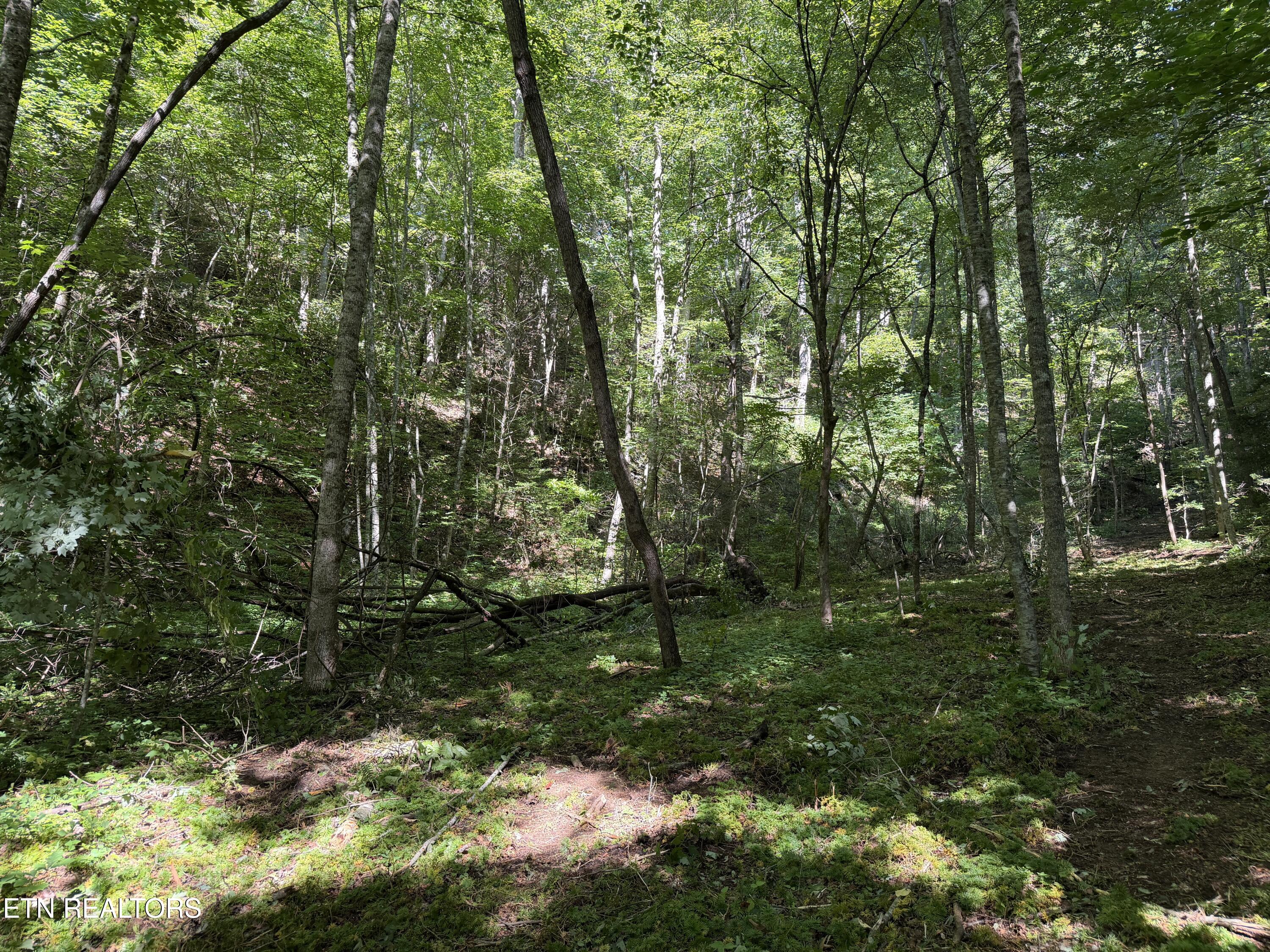 Bogard Road Cosby TN 37722