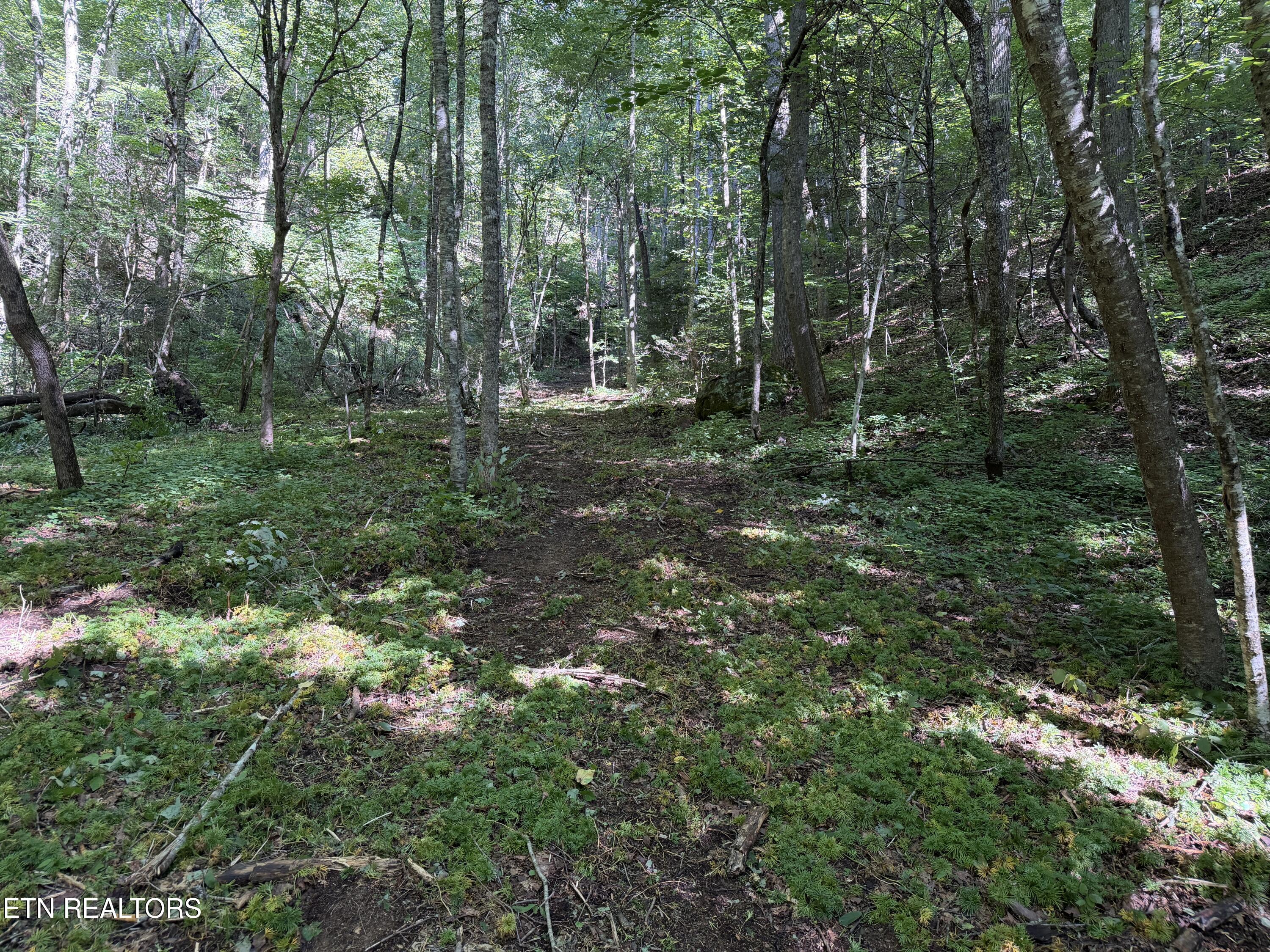 Bogard Road Cosby TN 37722
