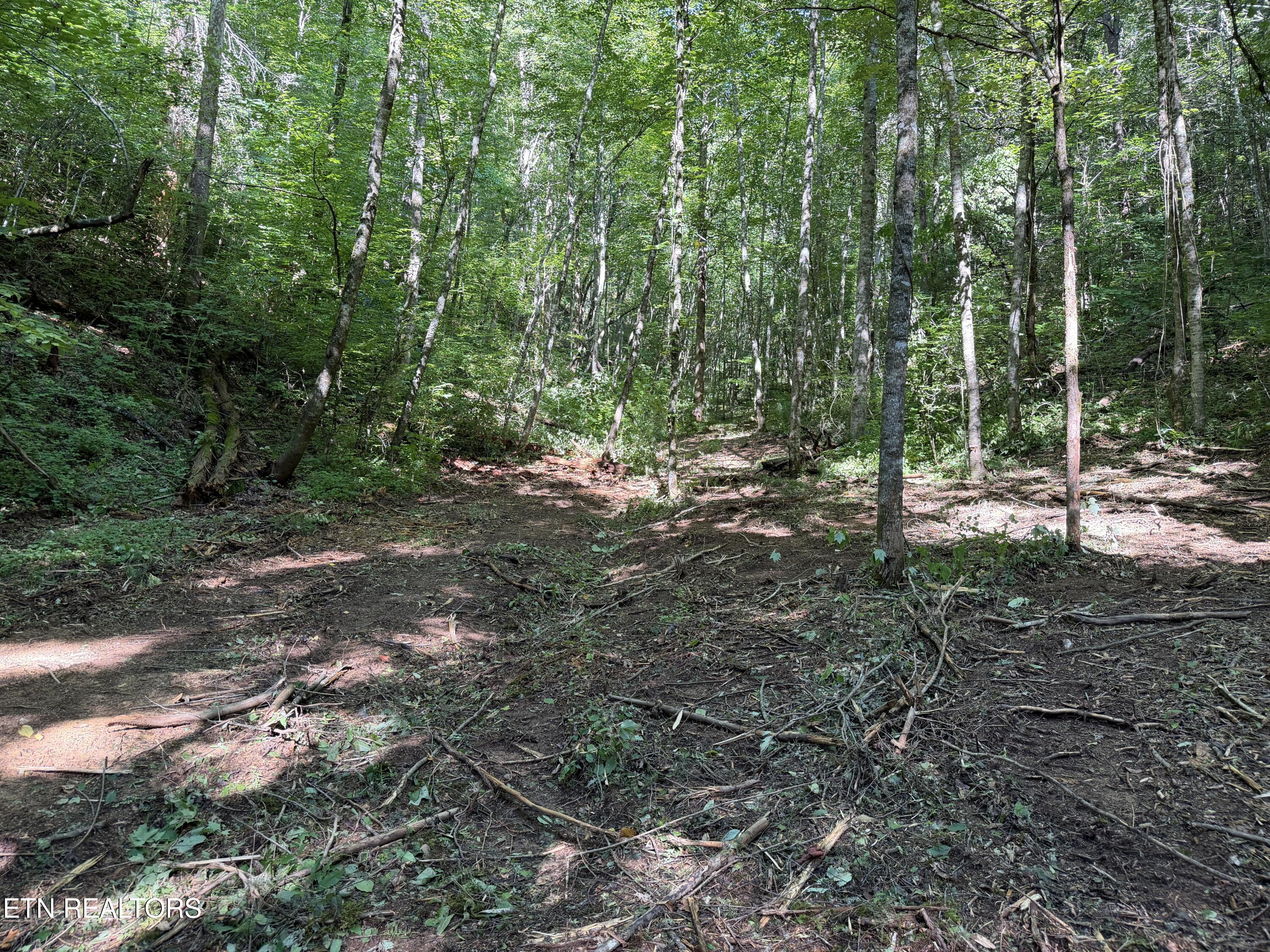 Bogard Road Cosby TN 37722
