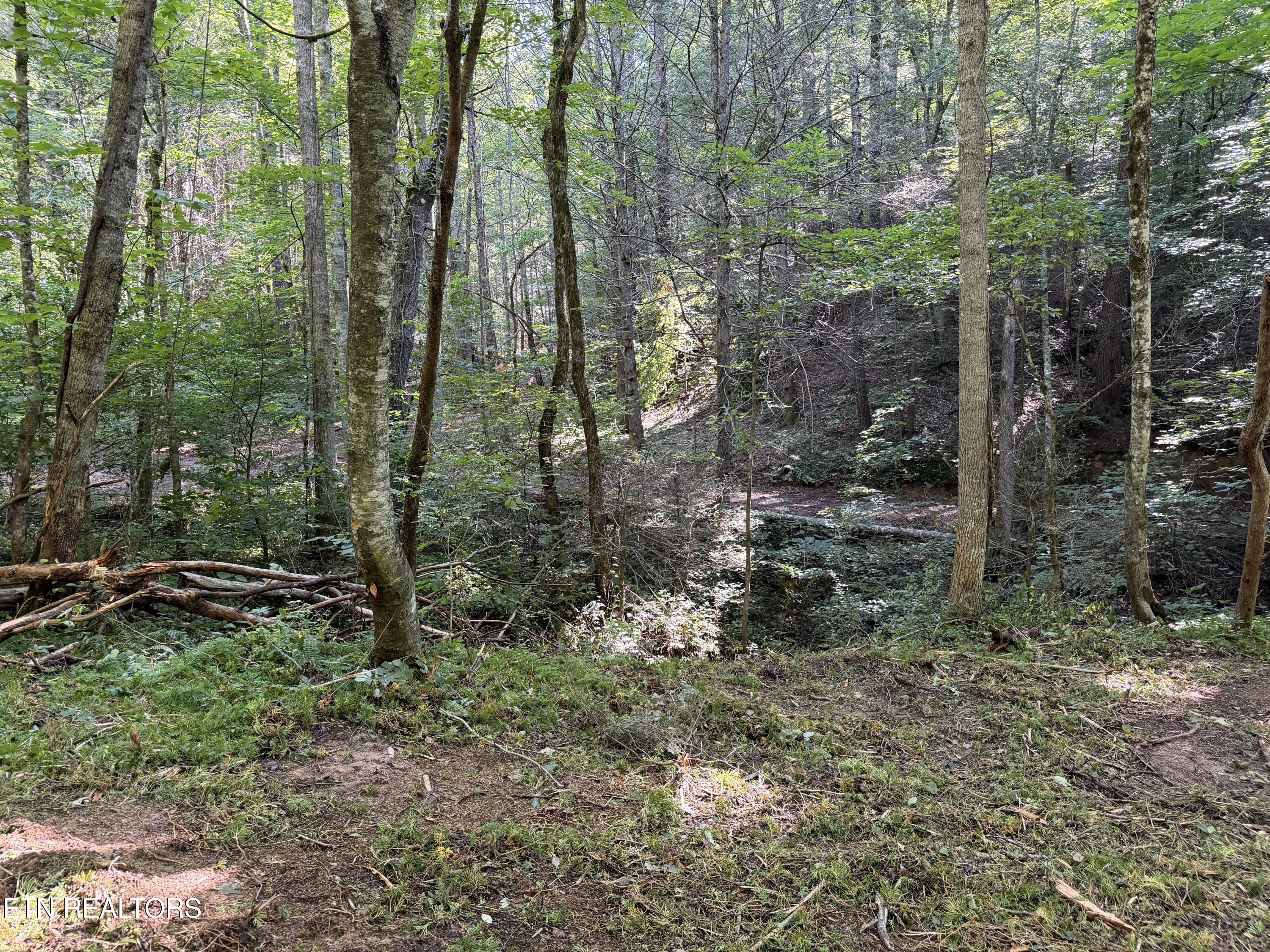 Bogard Road Cosby TN 37722