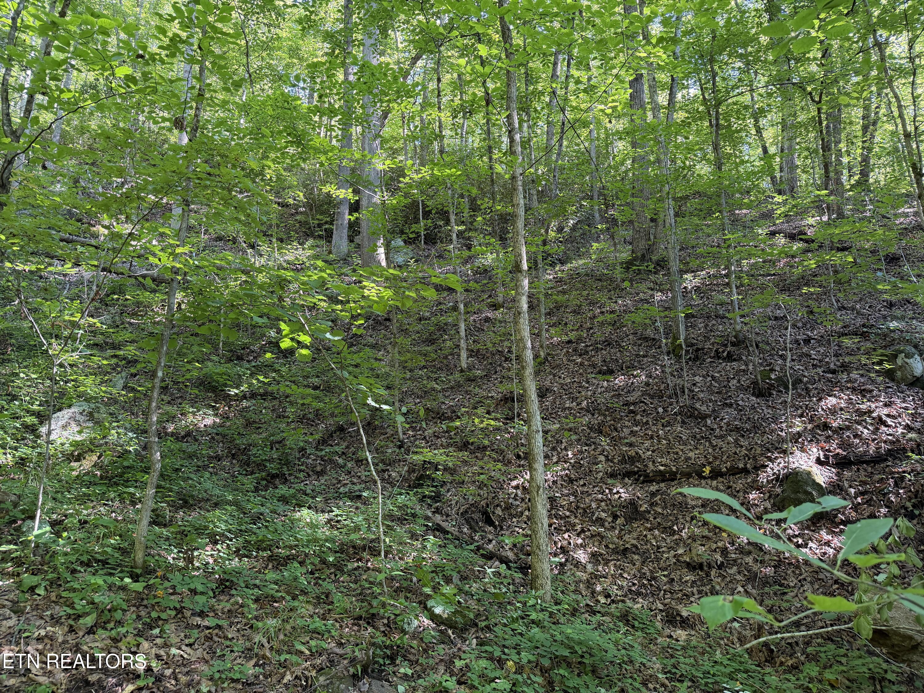 Bogard Road Cosby TN 37722