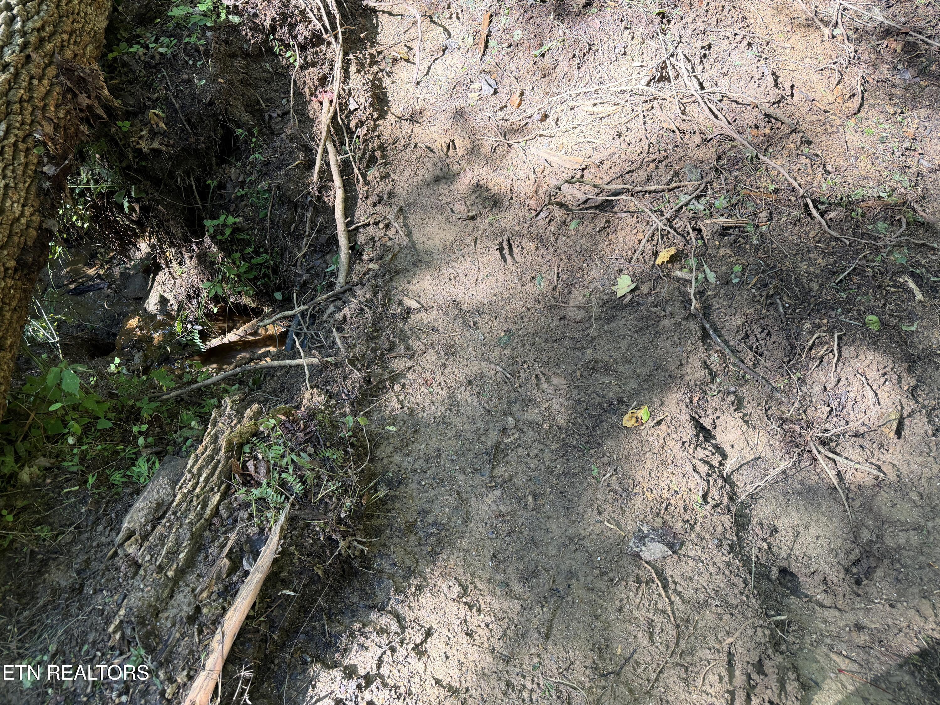 Bogard Road Cosby TN 37722