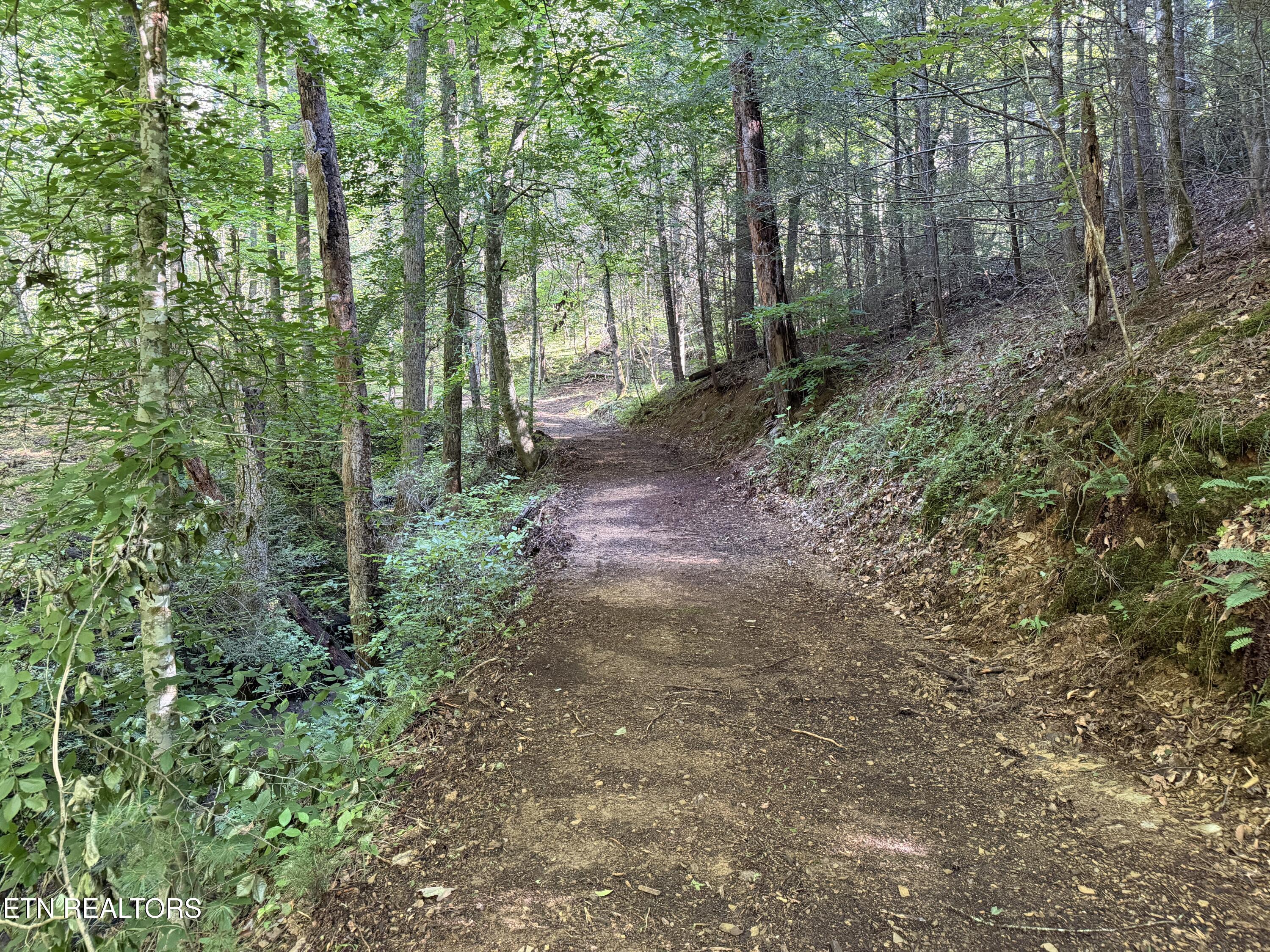 Bogard Road Cosby TN 37722