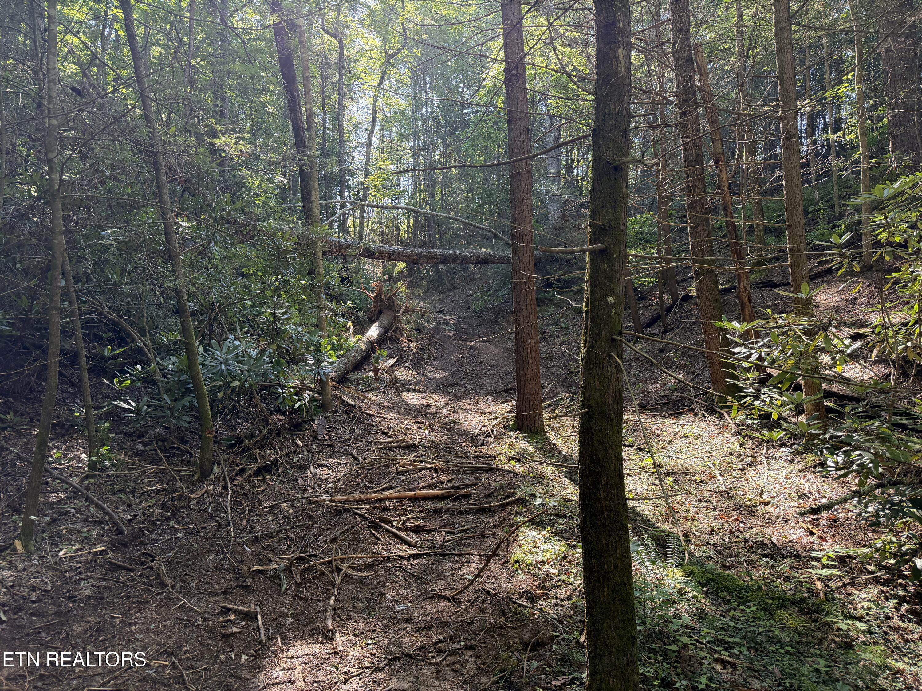 Bogard Road Cosby TN 37722