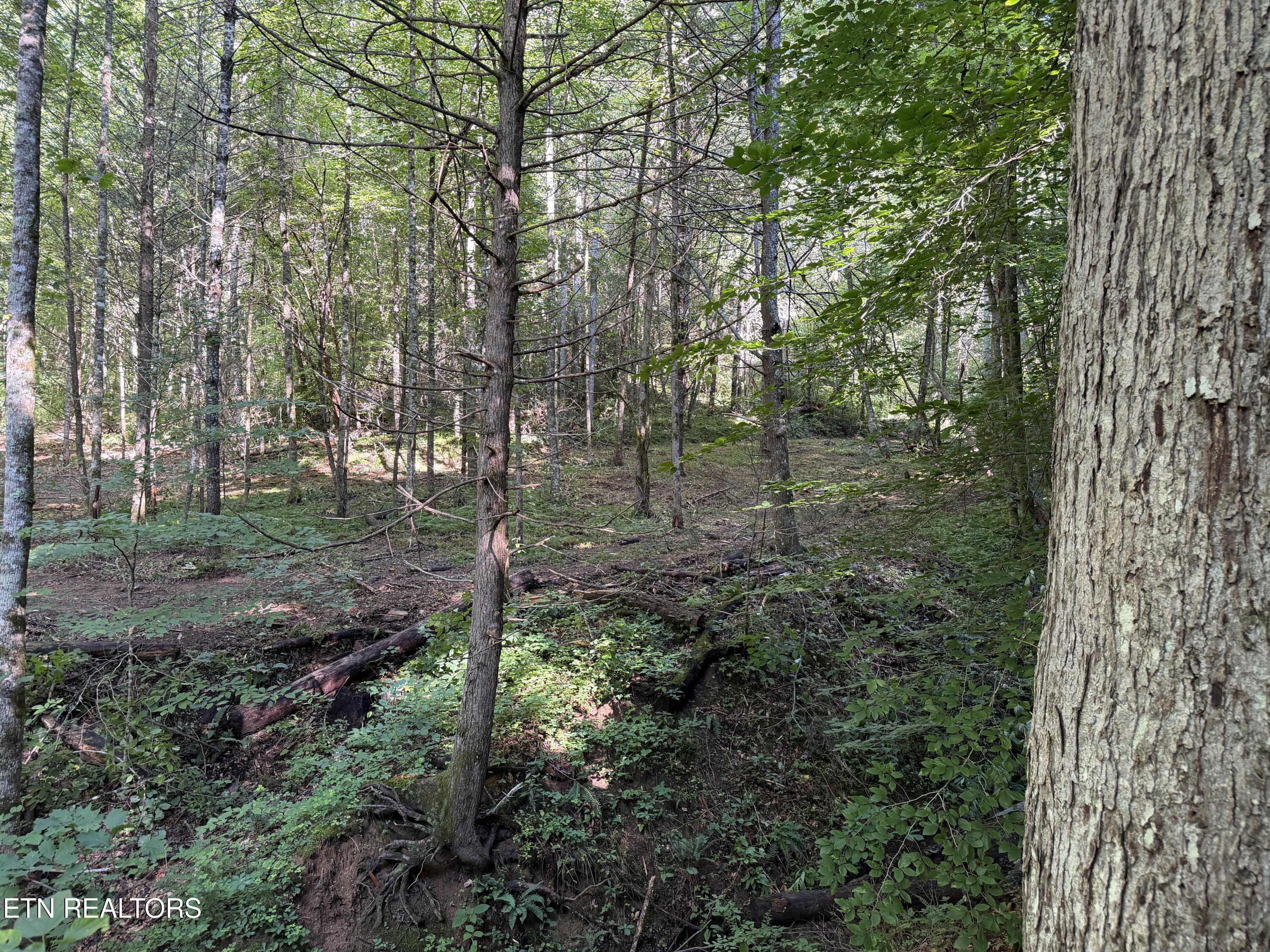 Bogard Road Cosby TN 37722