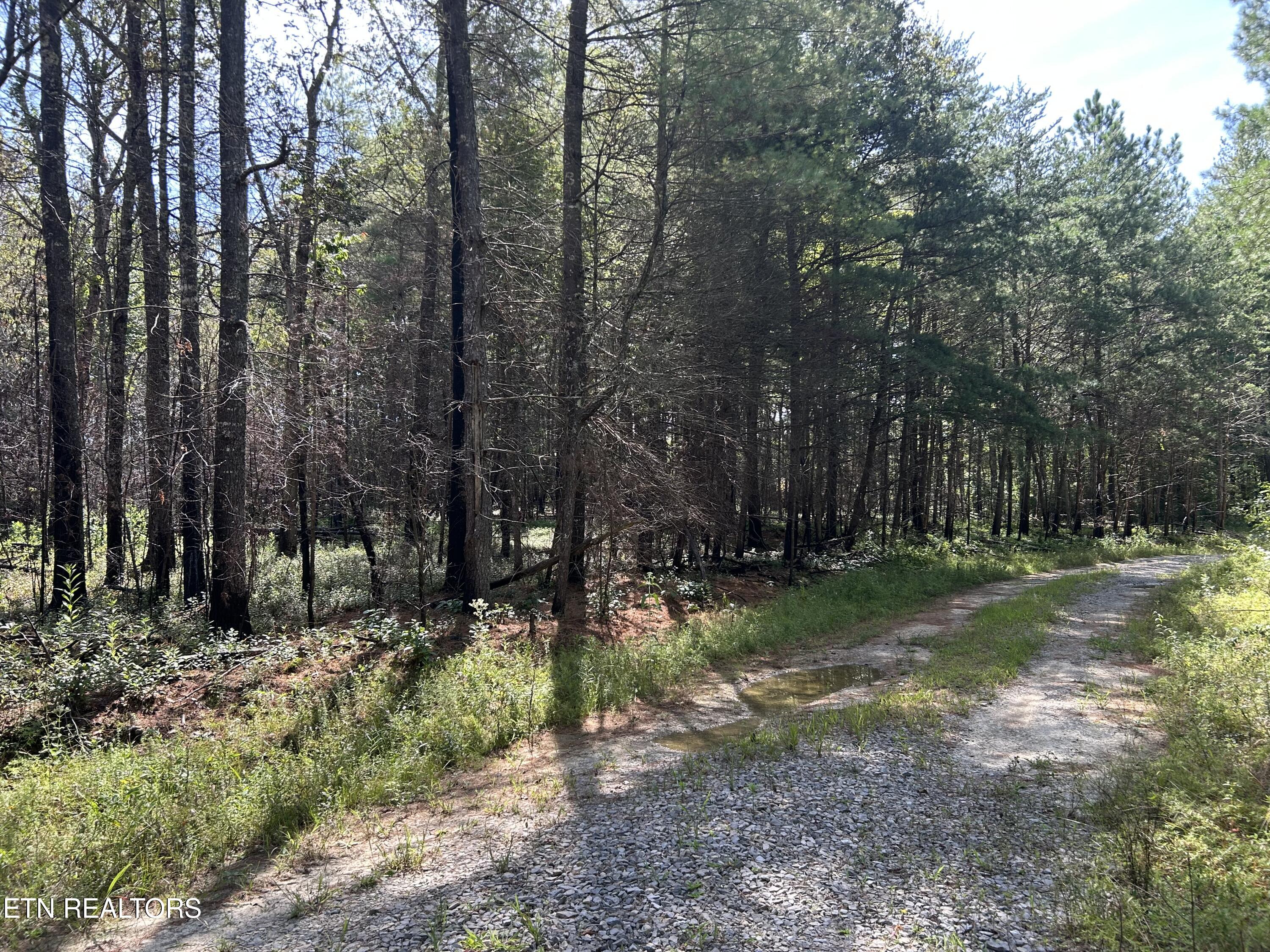 241 Star Lake Way Deer Lodge TN 37726