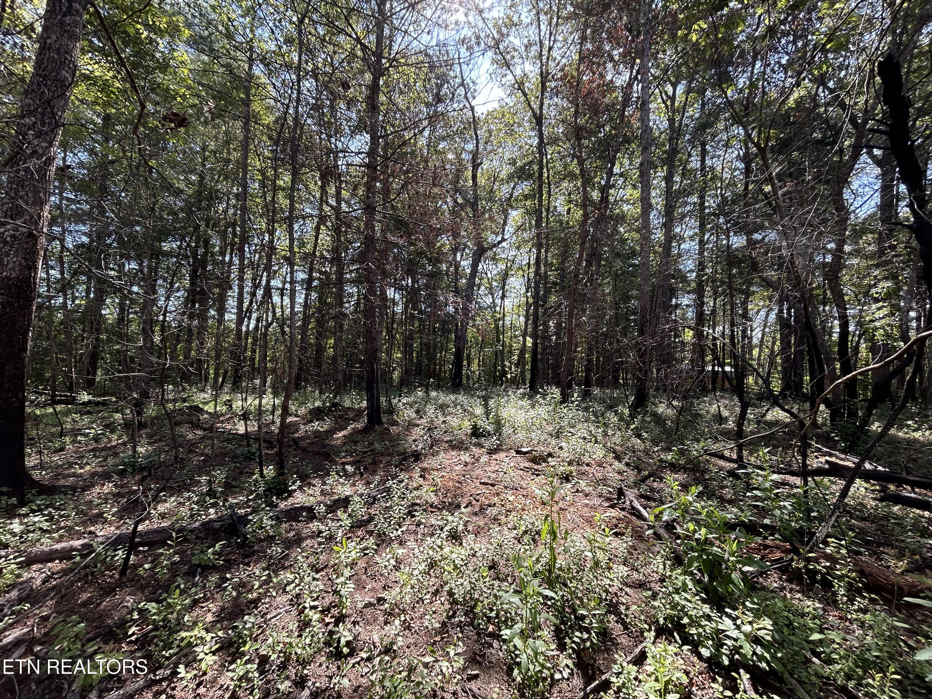 241 Star Lake Way Deer Lodge TN 37726