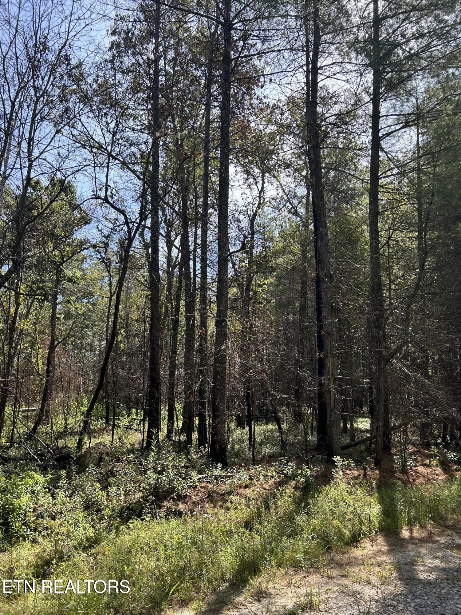 241 Star Lake Way Deer Lodge TN 37726