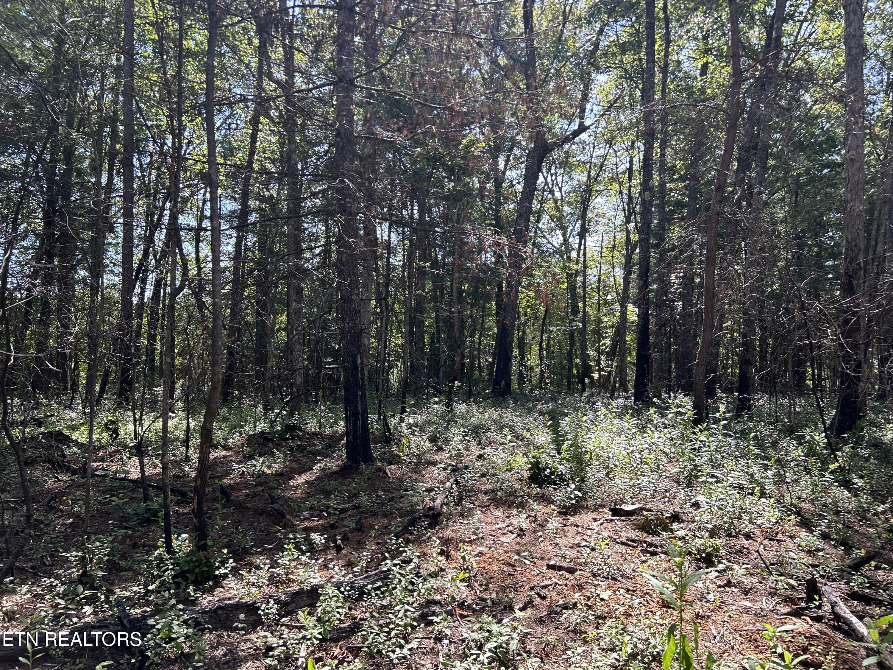 241 Star Lake Way Deer Lodge TN 37726