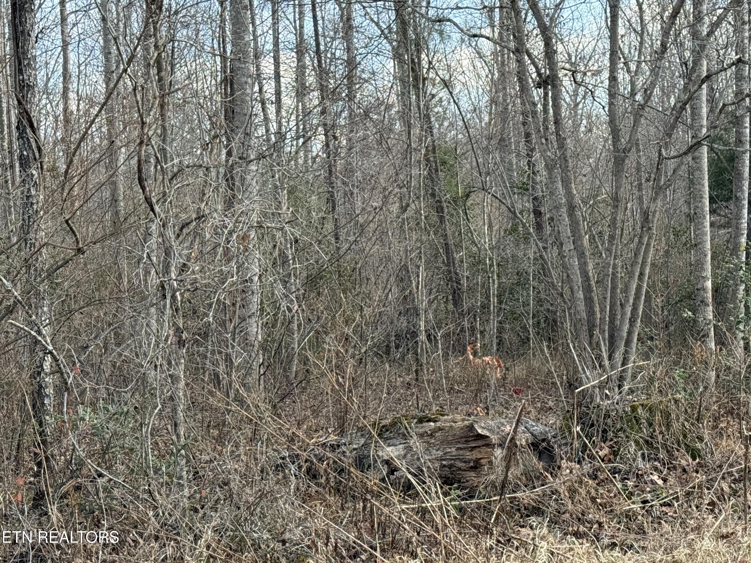 Burch Lane Winfield TN 37892