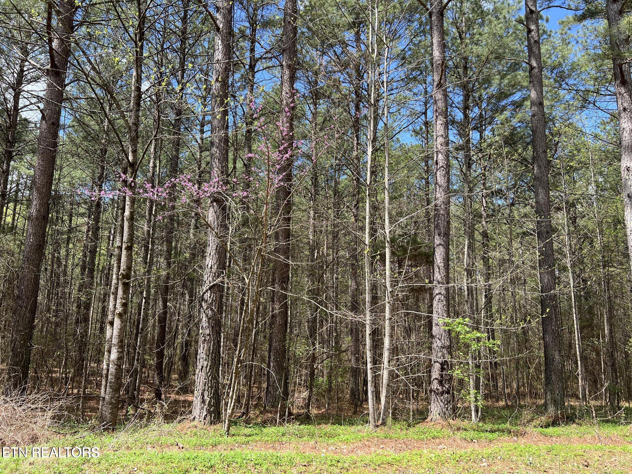 1727 Grand Pine Point Maryville TN 37801