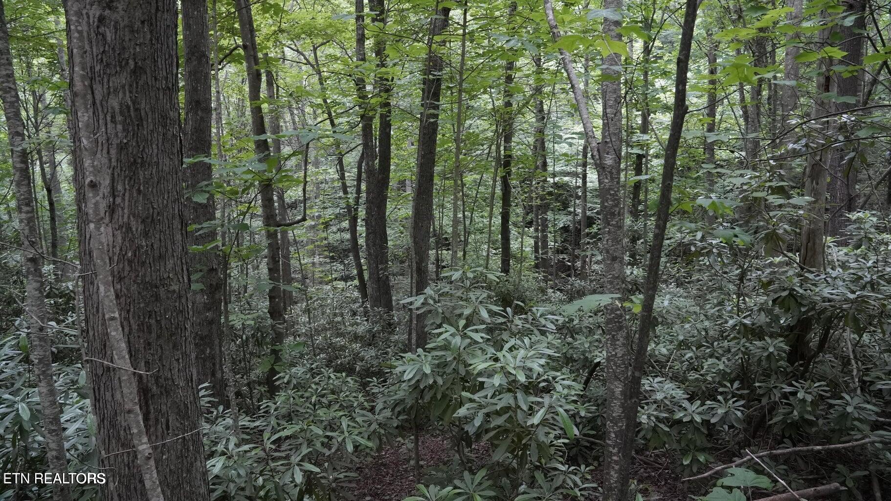 Gulf Road Hartford TN 37753