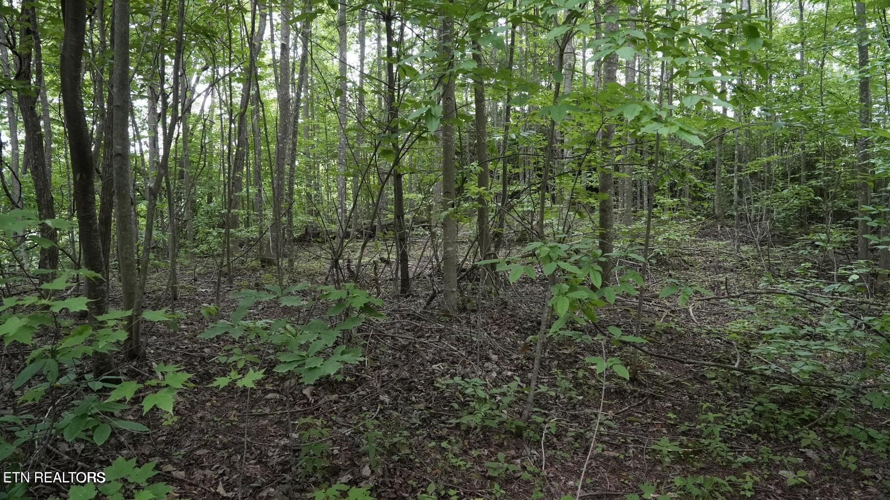 Gulf Road Hartford TN 37753