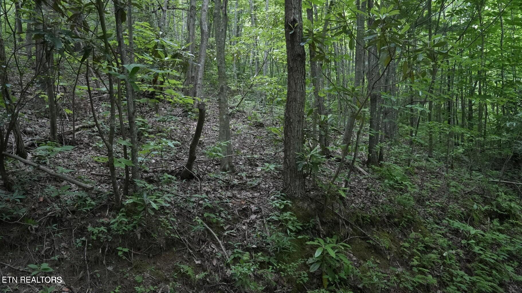 Gulf Road Hartford TN 37753