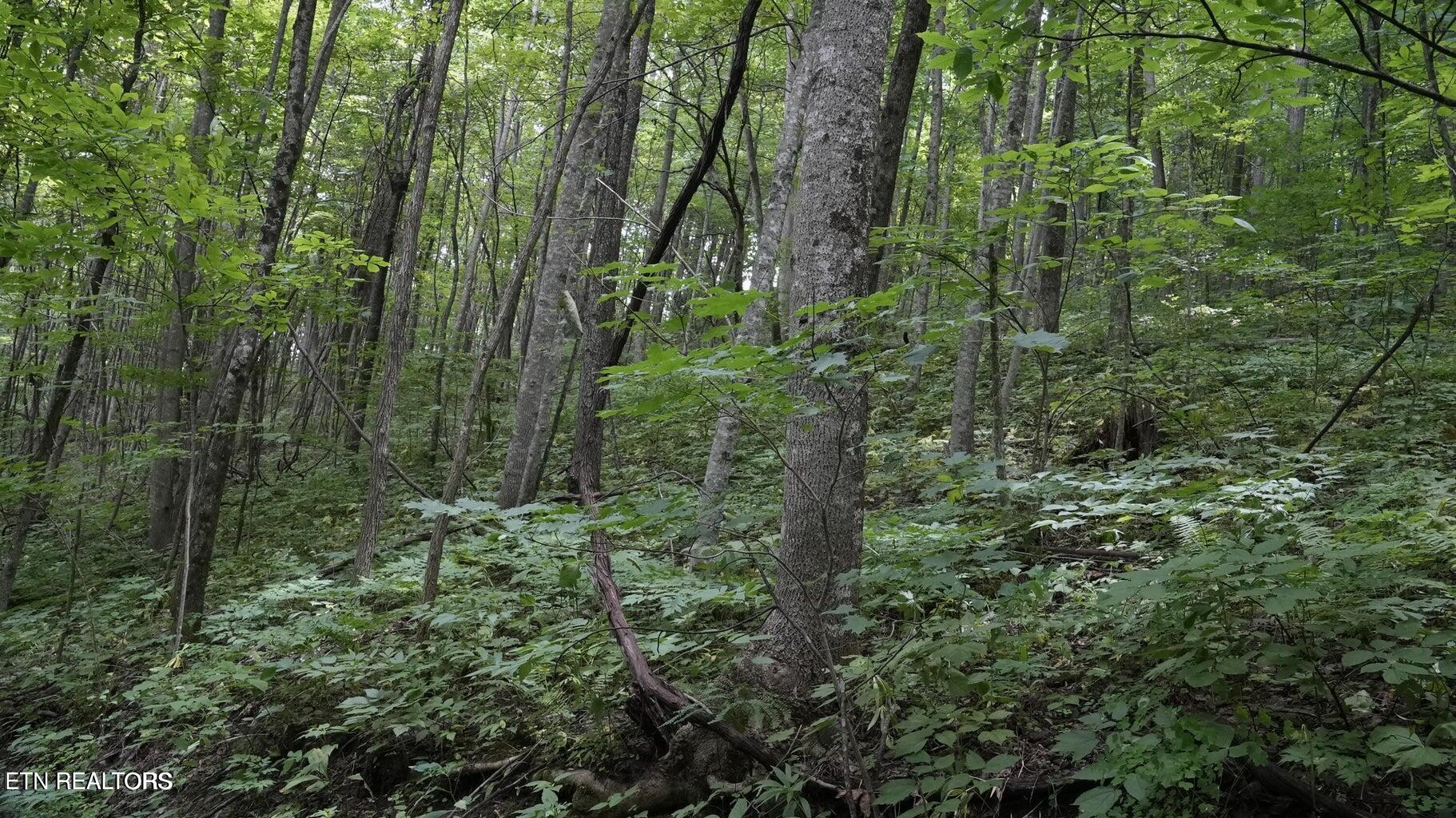 Gulf Road Hartford TN 37753