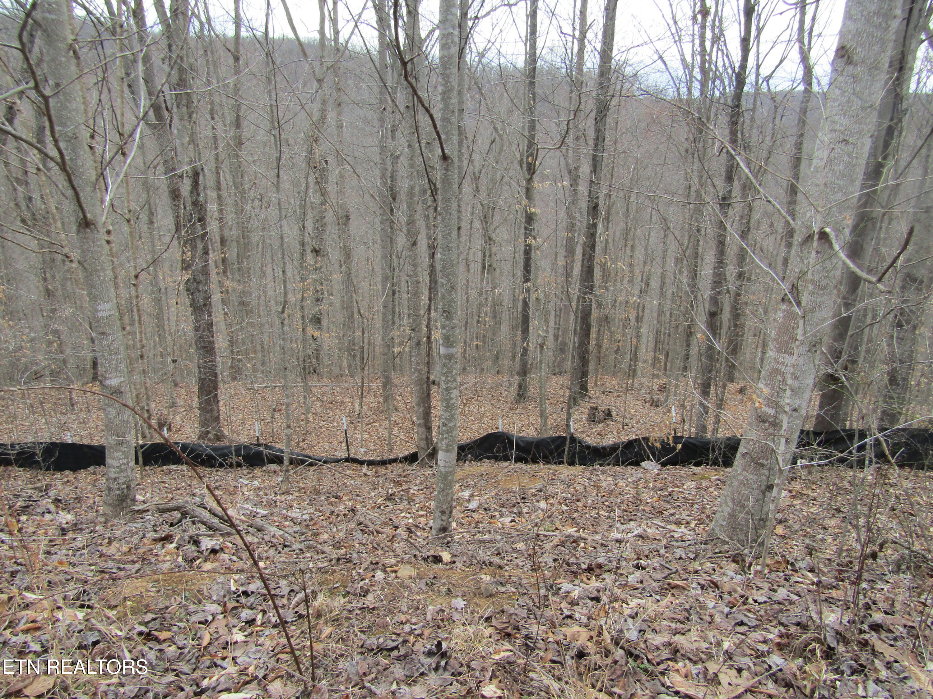 Lot 60 W Bobcat Lane Wilder TN 38589