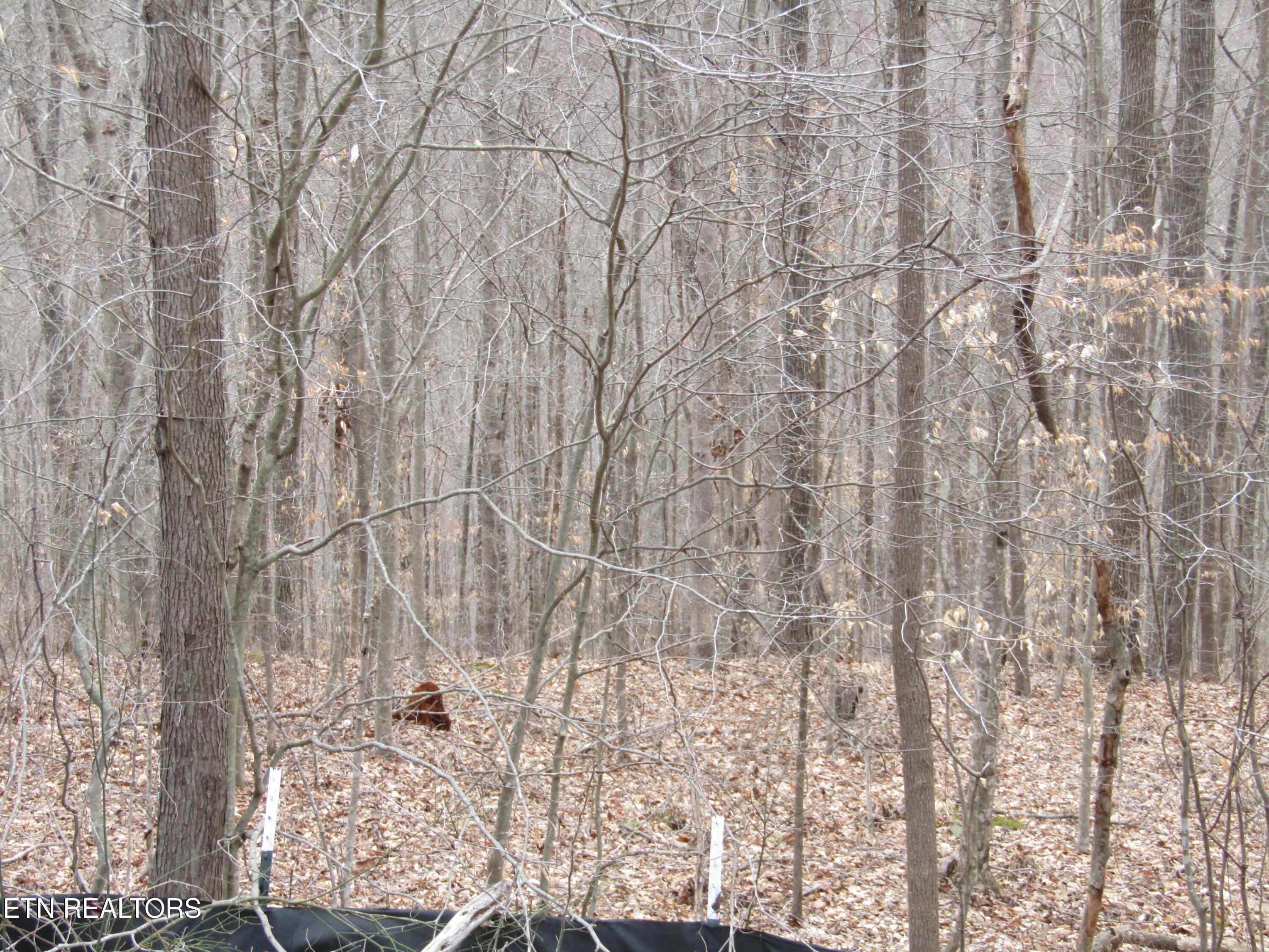 Lot 60 W Bobcat Lane Wilder TN 38589