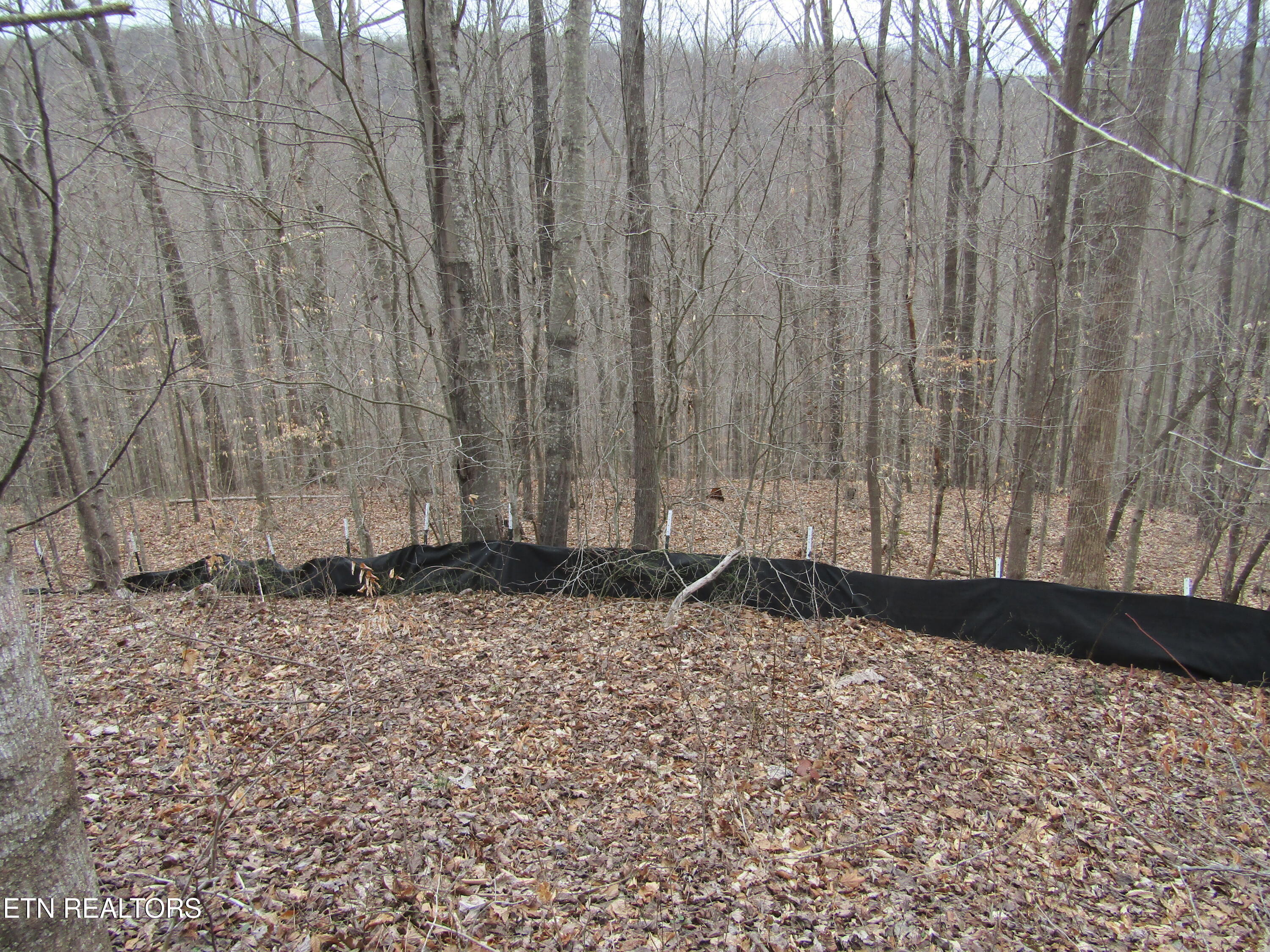 Lot 60 W Bobcat Lane Wilder TN 38589