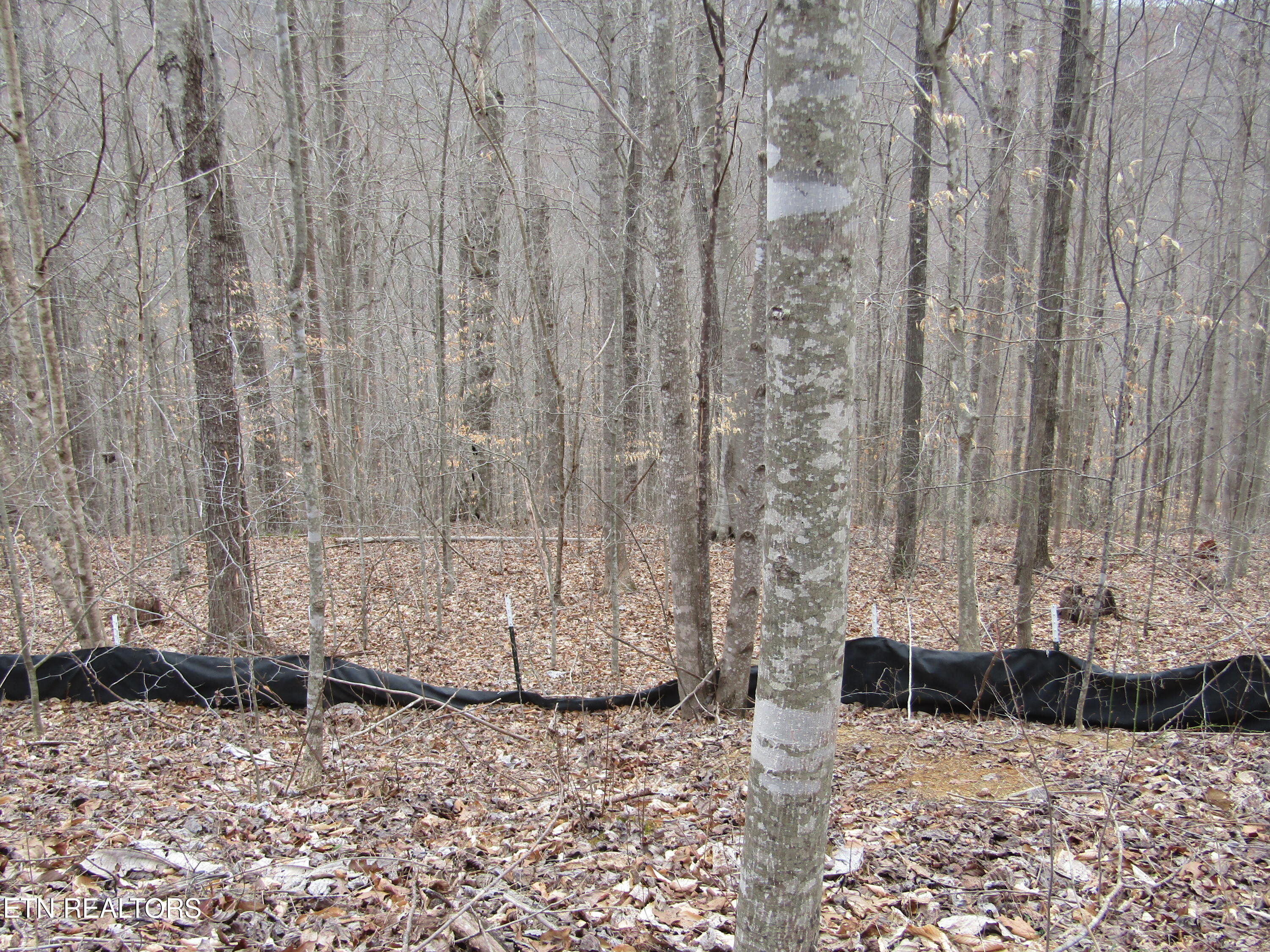 Lot 60 W Bobcat Lane Wilder TN 38589