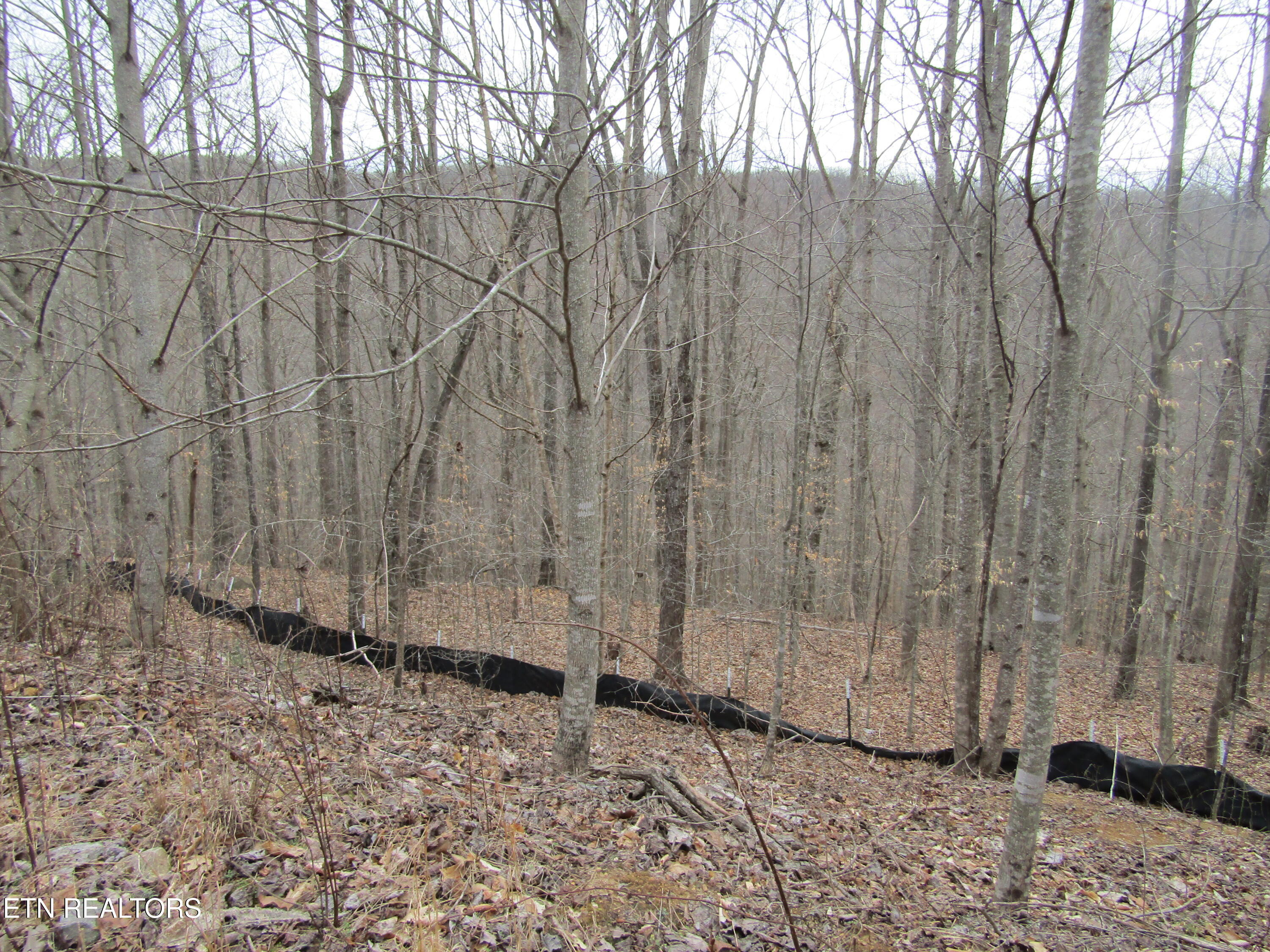 Lot 60 W Bobcat Lane Wilder TN 38589