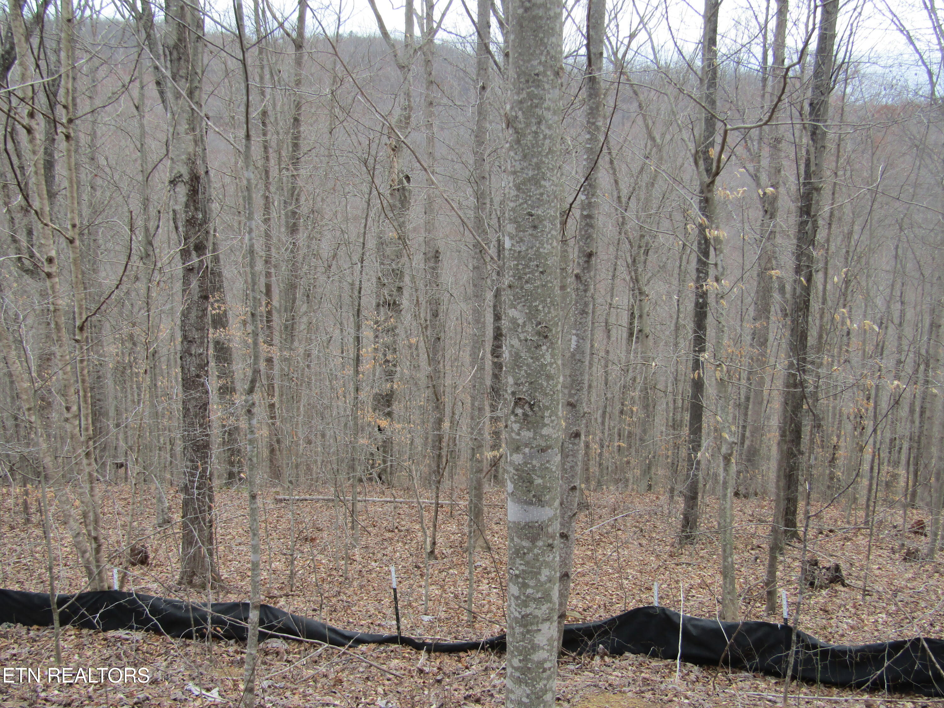Lot 60 W Bobcat Lane Wilder TN 38589