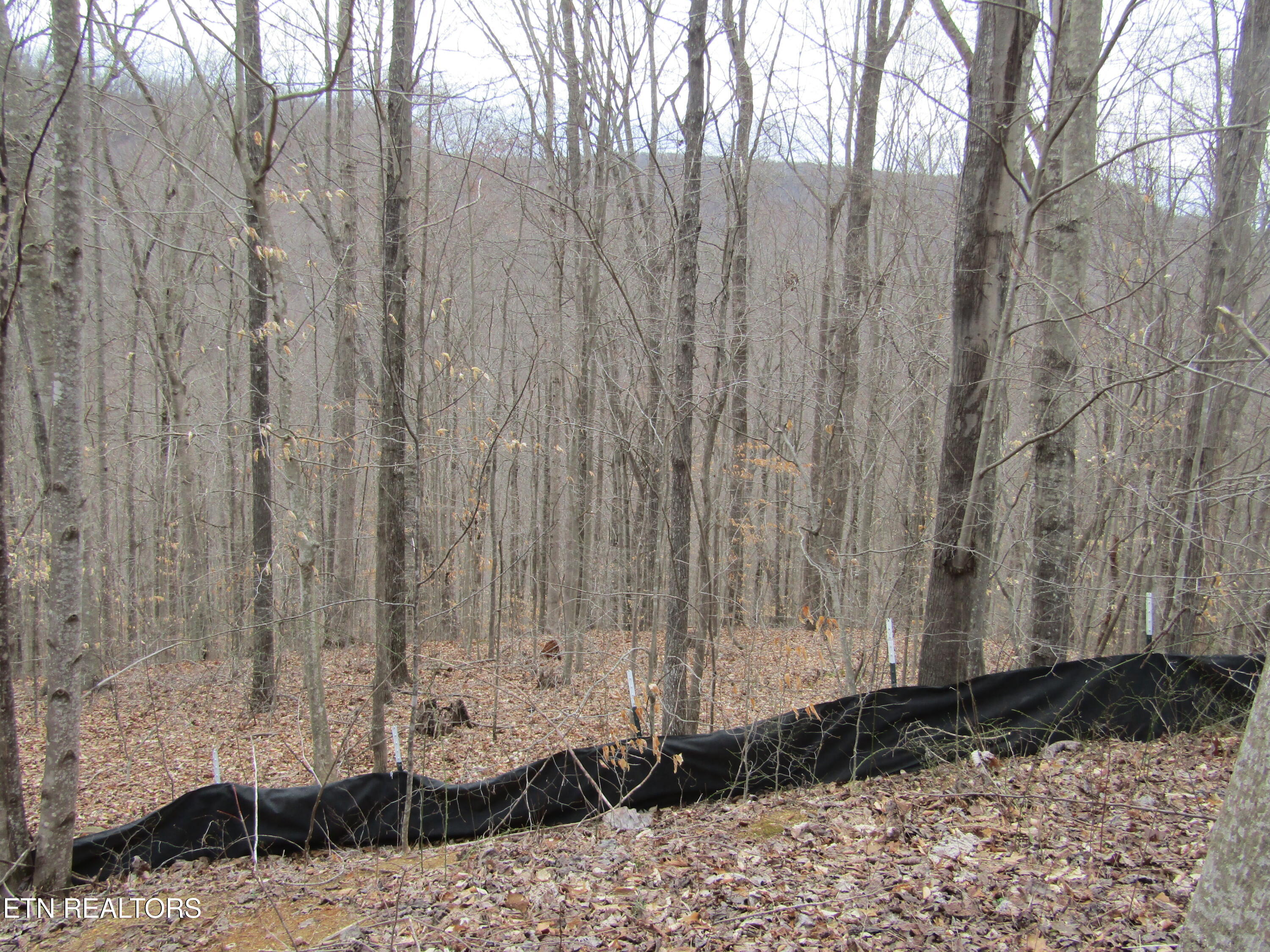 Lot 60 W Bobcat Lane Wilder TN 38589