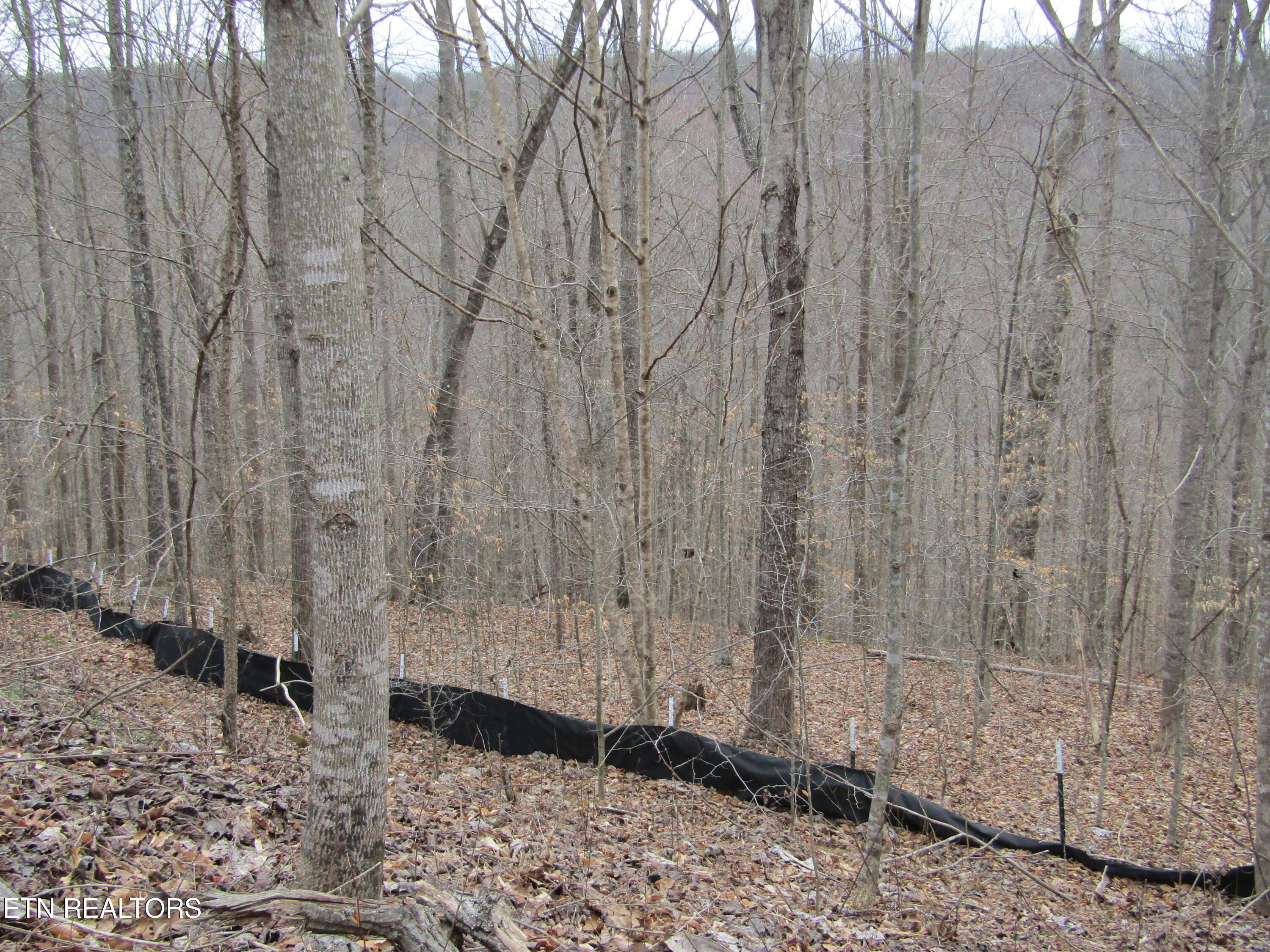 Lot 60 W Bobcat Lane Wilder TN 38589