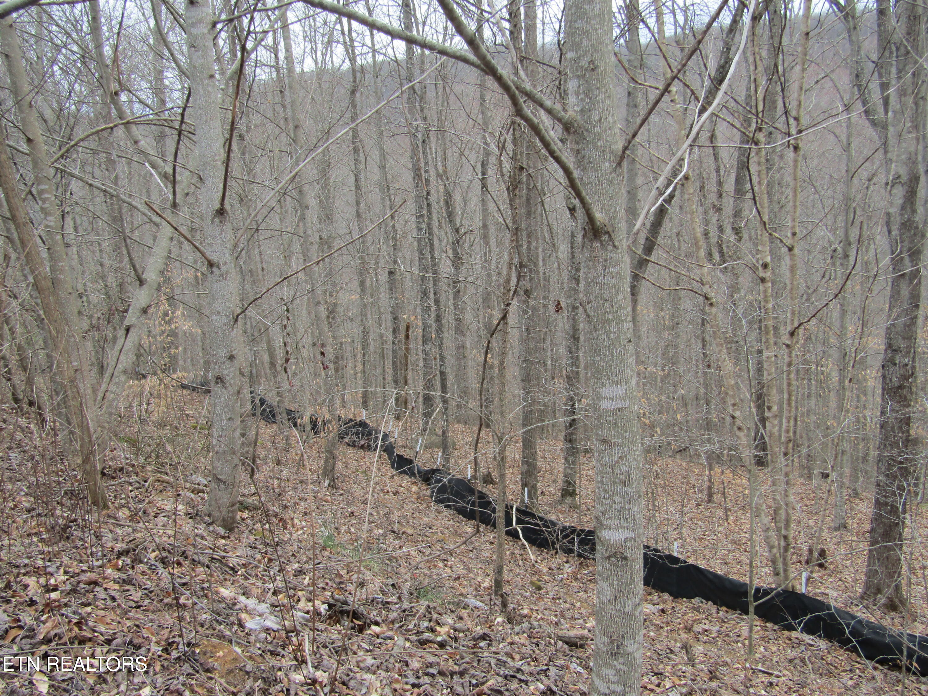 Lot 60 W Bobcat Lane Wilder TN 38589