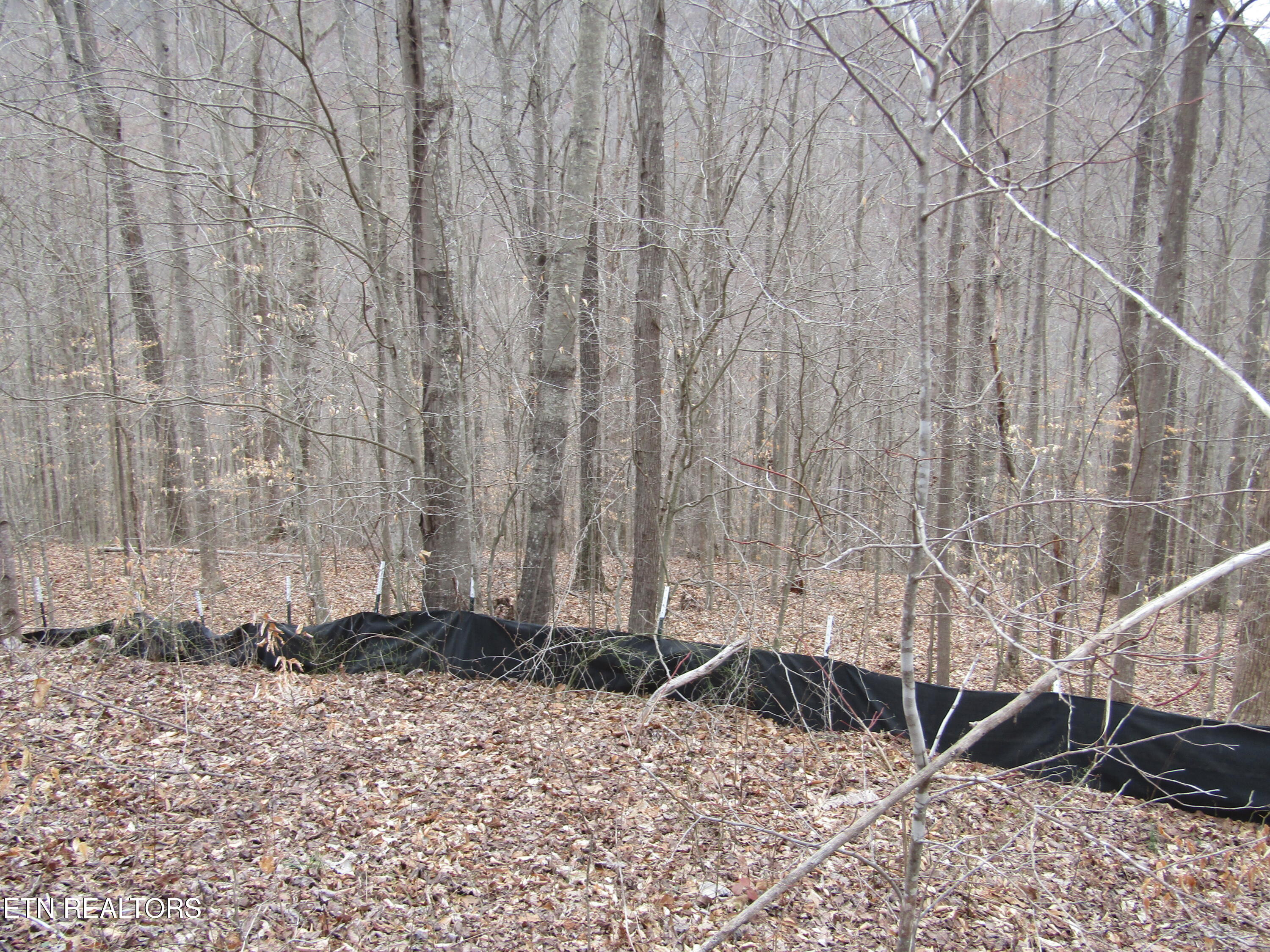 Lot 60 W Bobcat Lane Wilder TN 38589