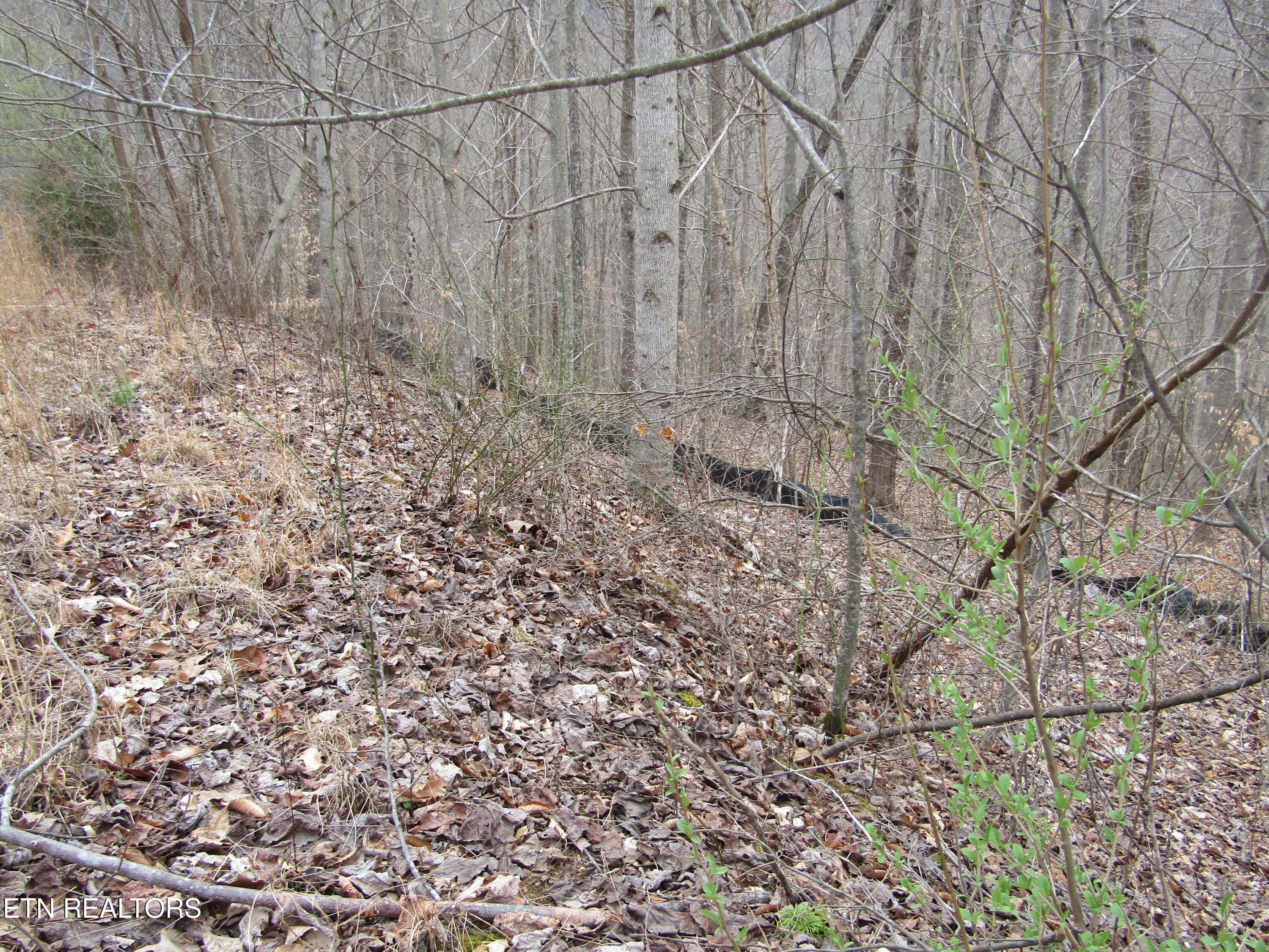 Lot 60 W Bobcat Lane Wilder TN 38589