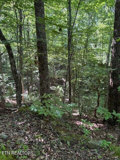 Lot 4 Old Furnace Road Tellico Plains TN 37385