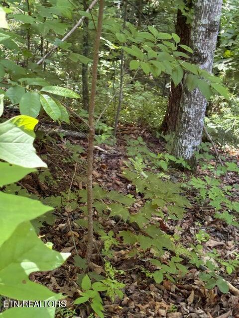 Lot 4 Old Furnace Road Tellico Plains TN 37385