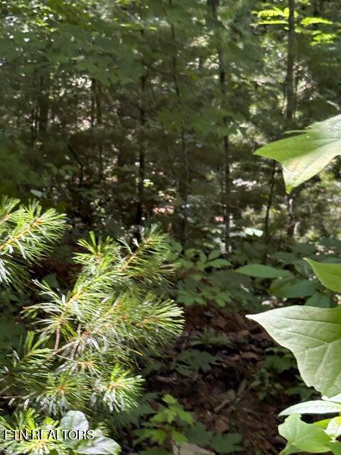 Lot 4 Old Furnace Road Tellico Plains TN 37385