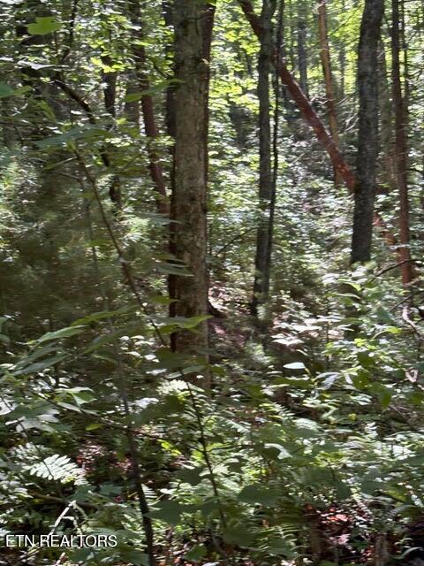 Lot 4 Old Furnace Road Tellico Plains TN 37385