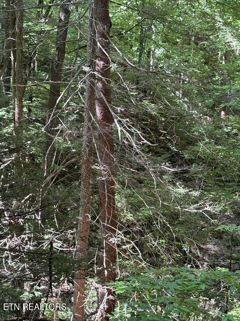 Lot 4 Old Furnace Road Tellico Plains TN 37385