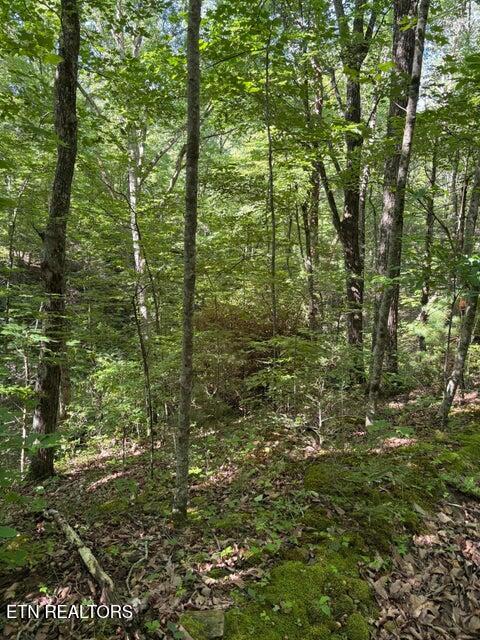Lot 4 Old Furnace Road Tellico Plains TN 37385