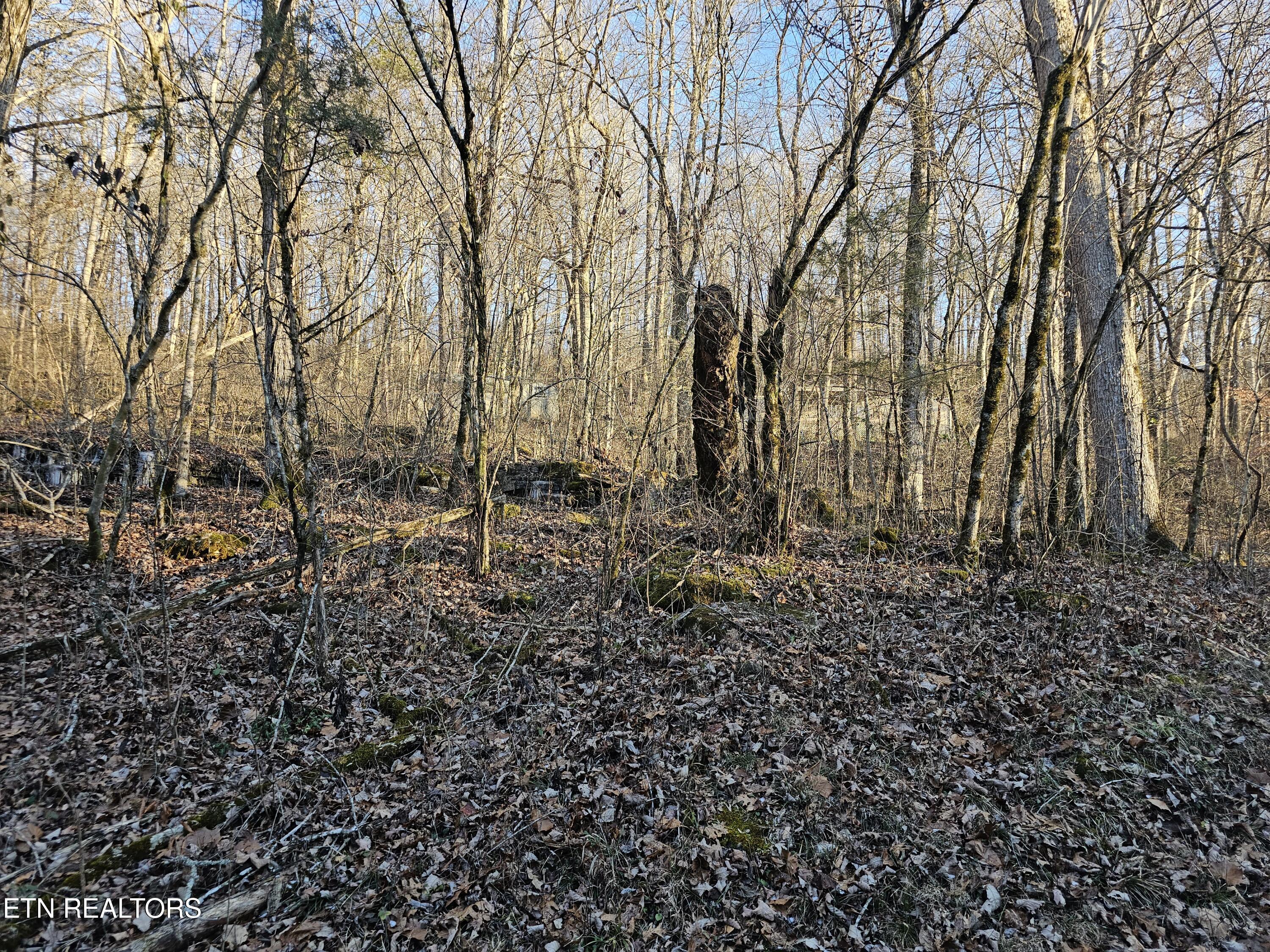 Blue Springs Road Speedwell TN 37870